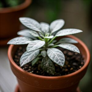 The Effectiveness Of Diatomaceous Earth In Killing Spider Mites