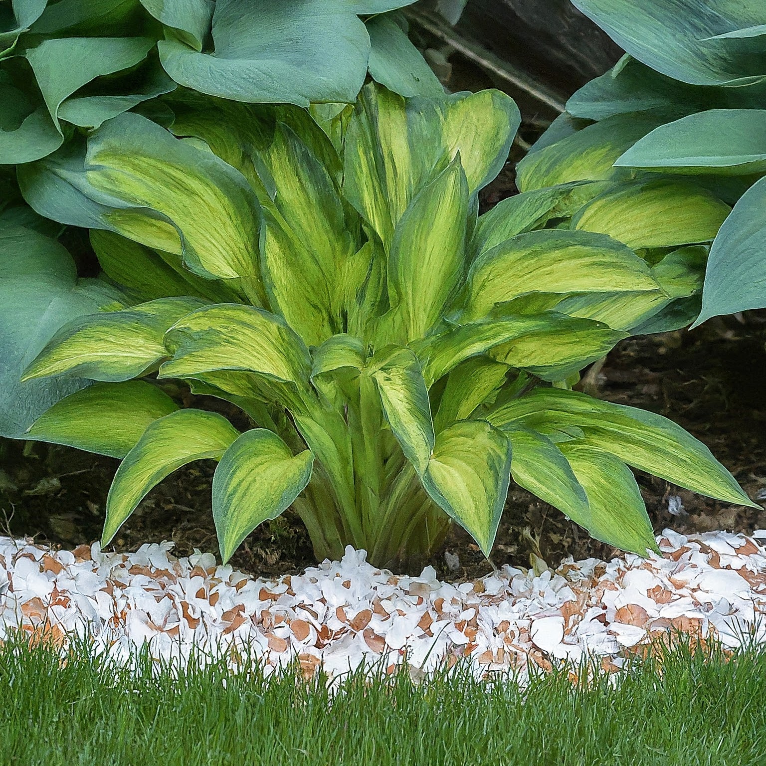 garden bed with a crushed eggshell border