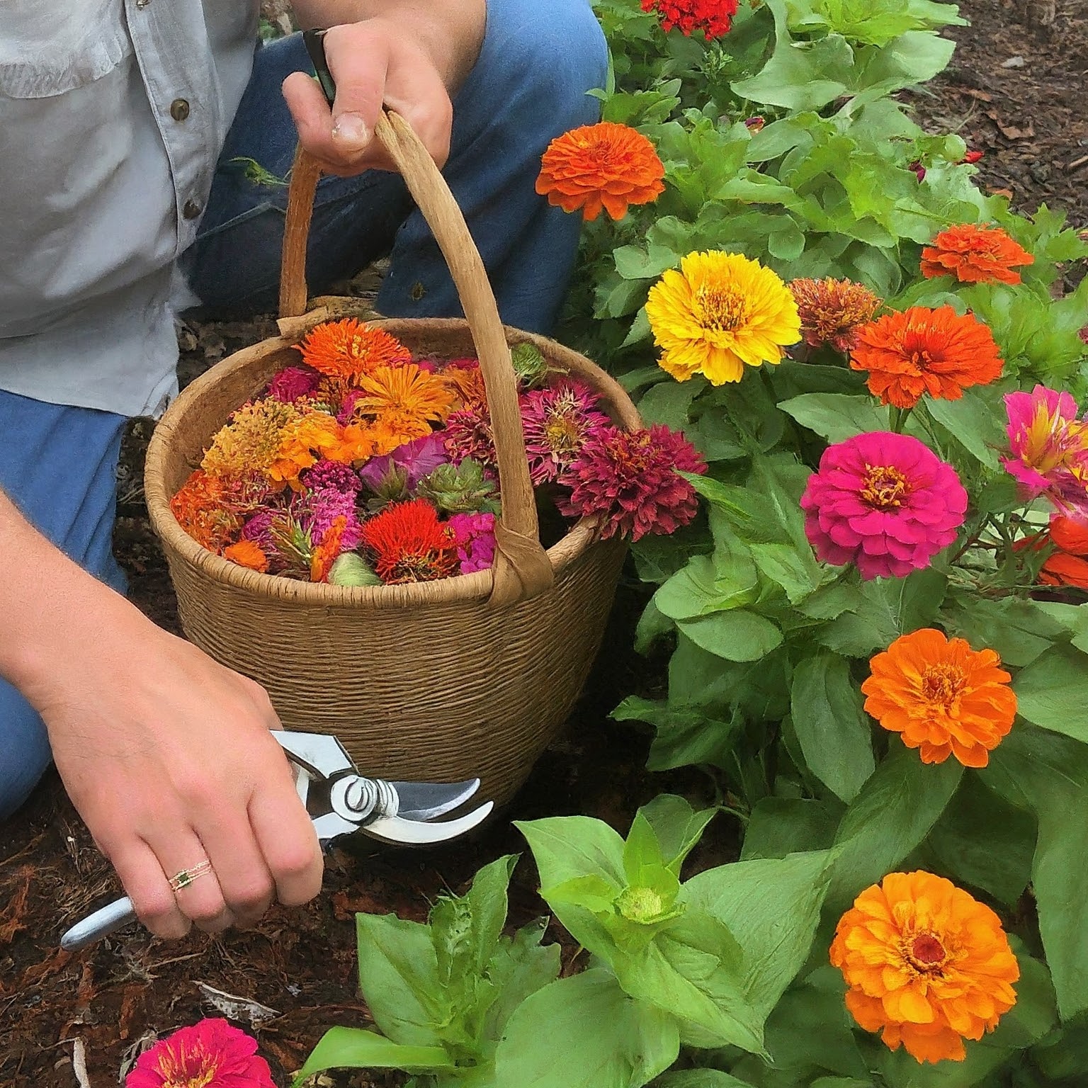 gardener with zinnias