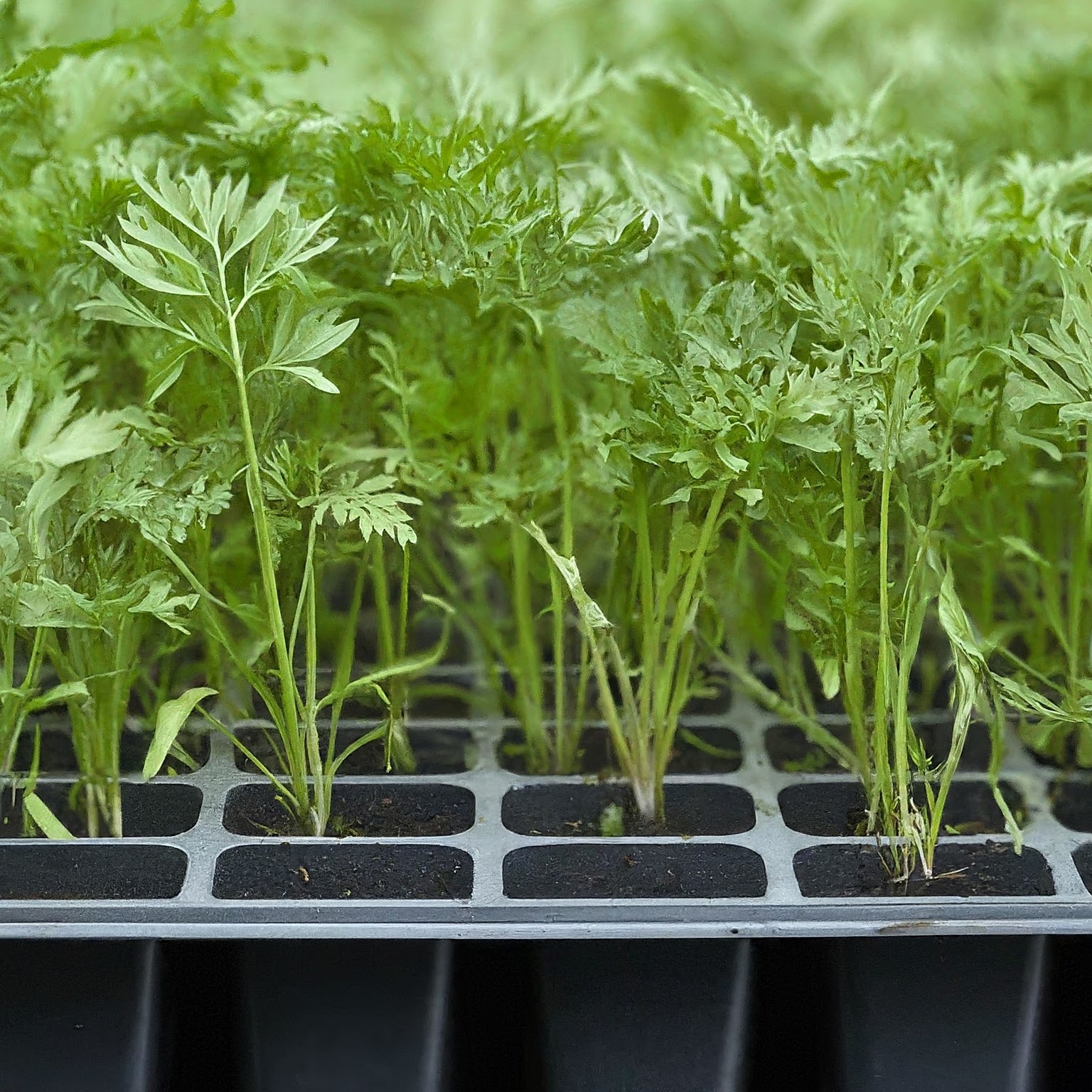 group of carrot seedlings in a nursery tray