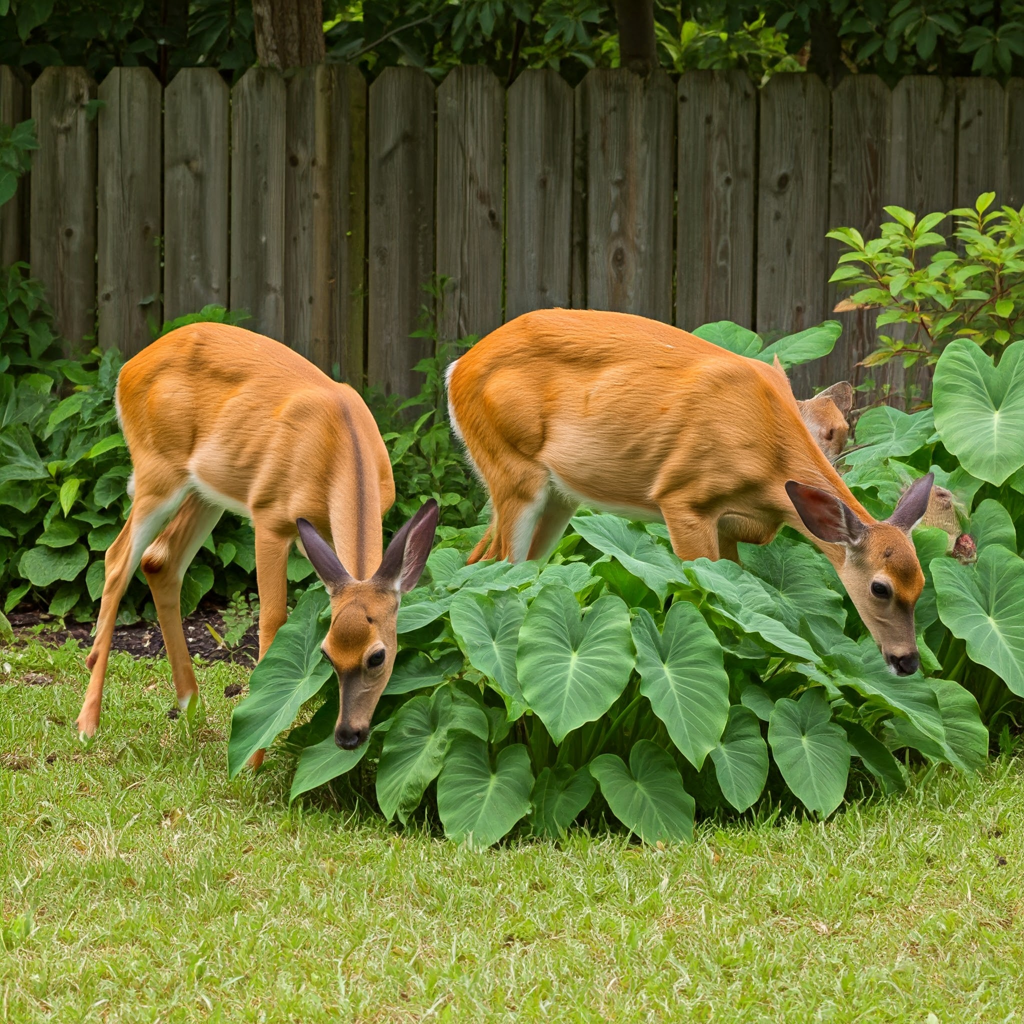 group of deer grazing in a backyard garden