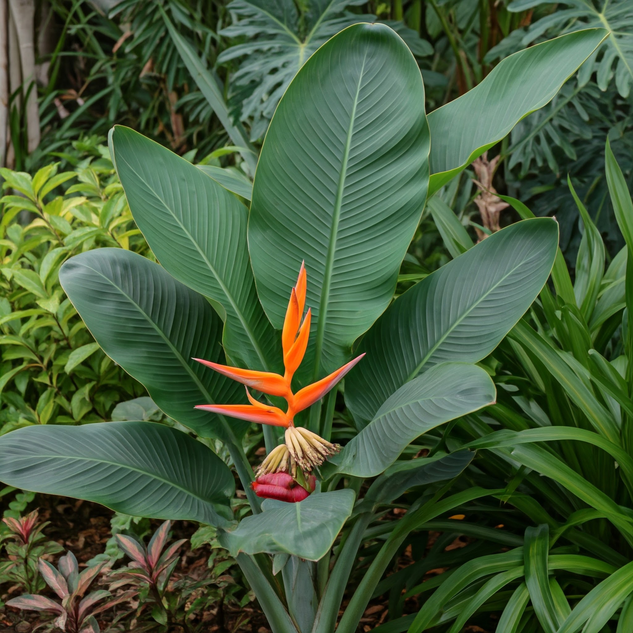 hardy banana tree