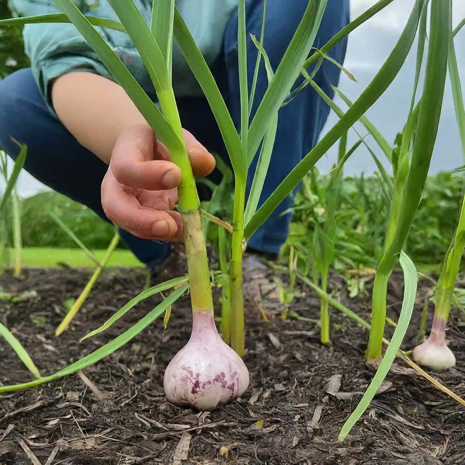 harvesting a mature garlic plant