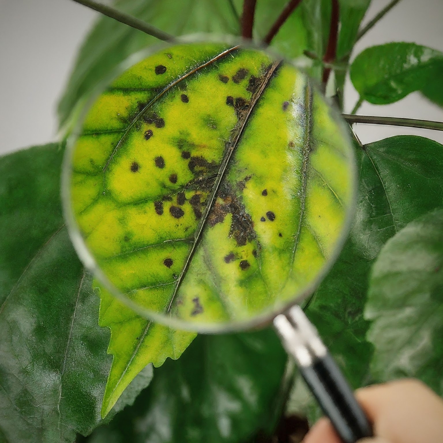 hibiscus plant with black spots on the leaves with a magnifying glass