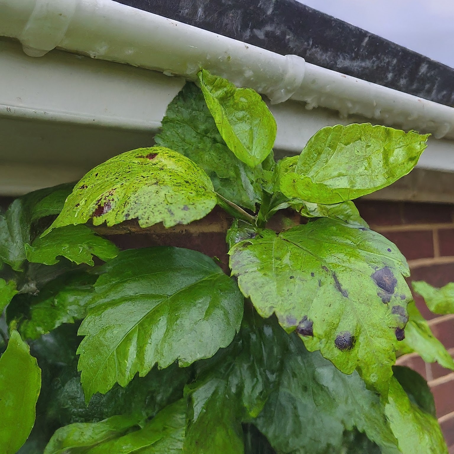 hibiscus plant with black spots on the leaves