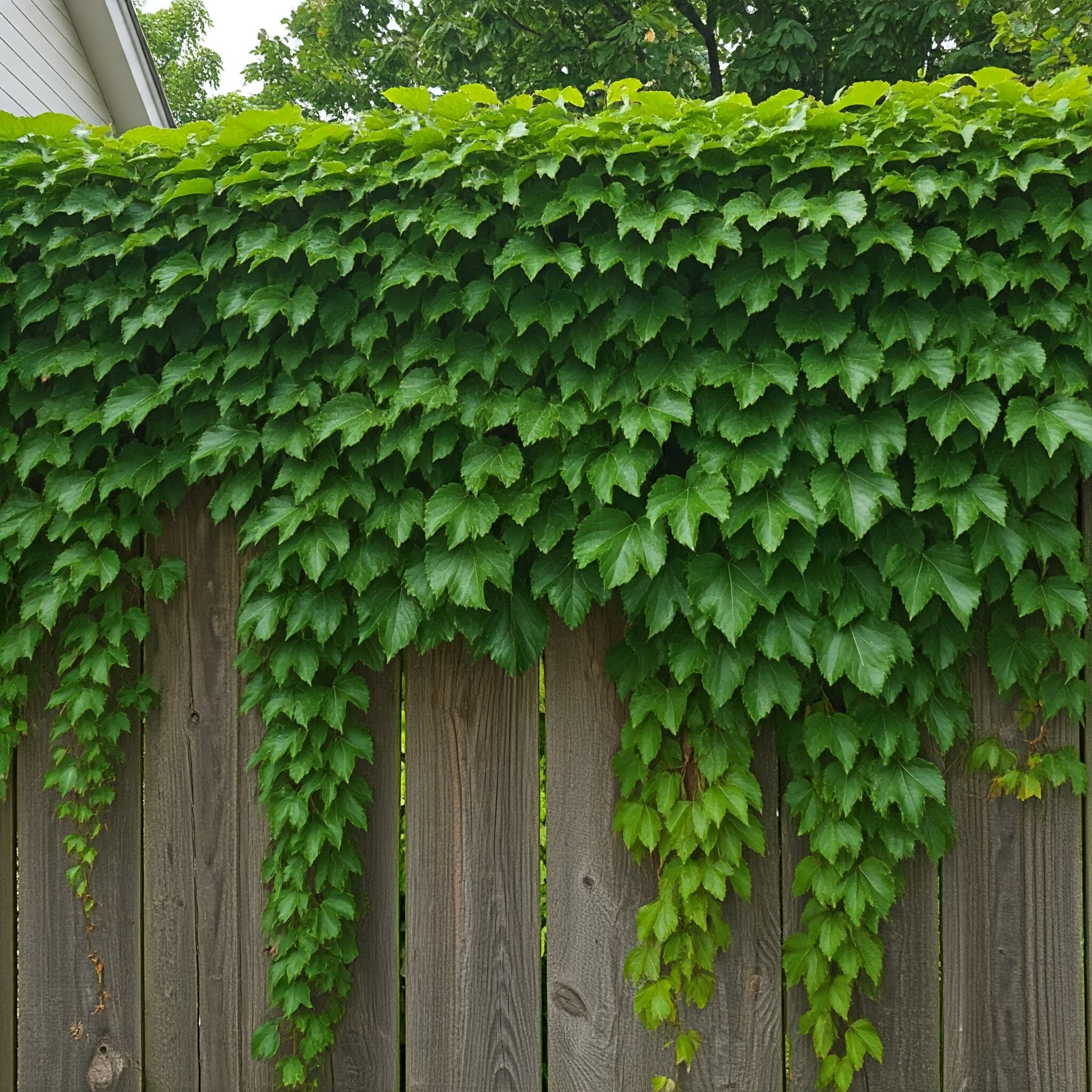 ivy cascading over a wooden privacy fence