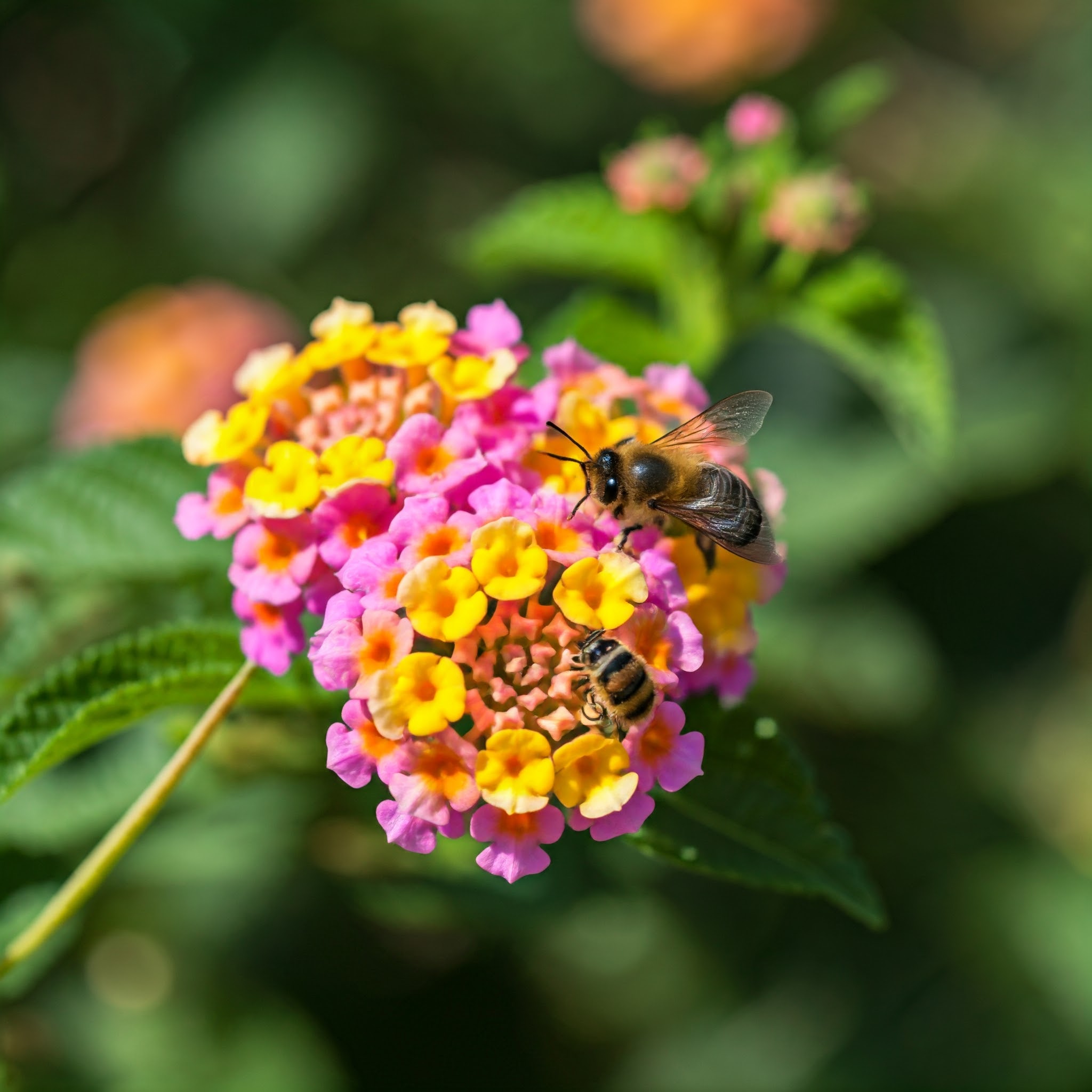 lantana shrub