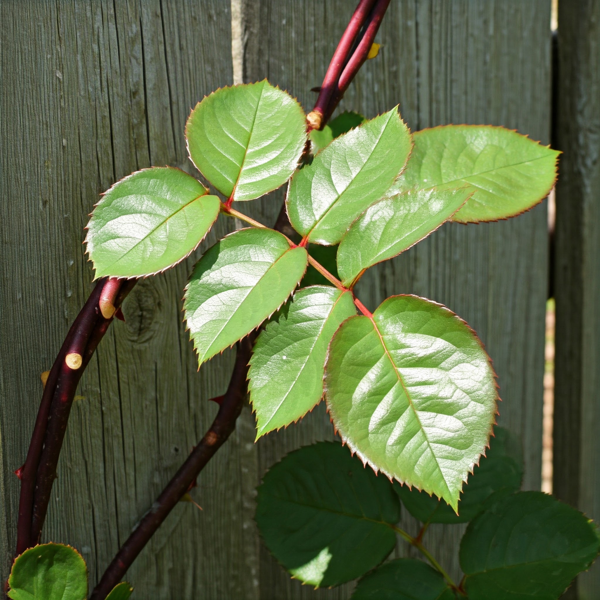 leaves on a 'John Cabot' climbing rose