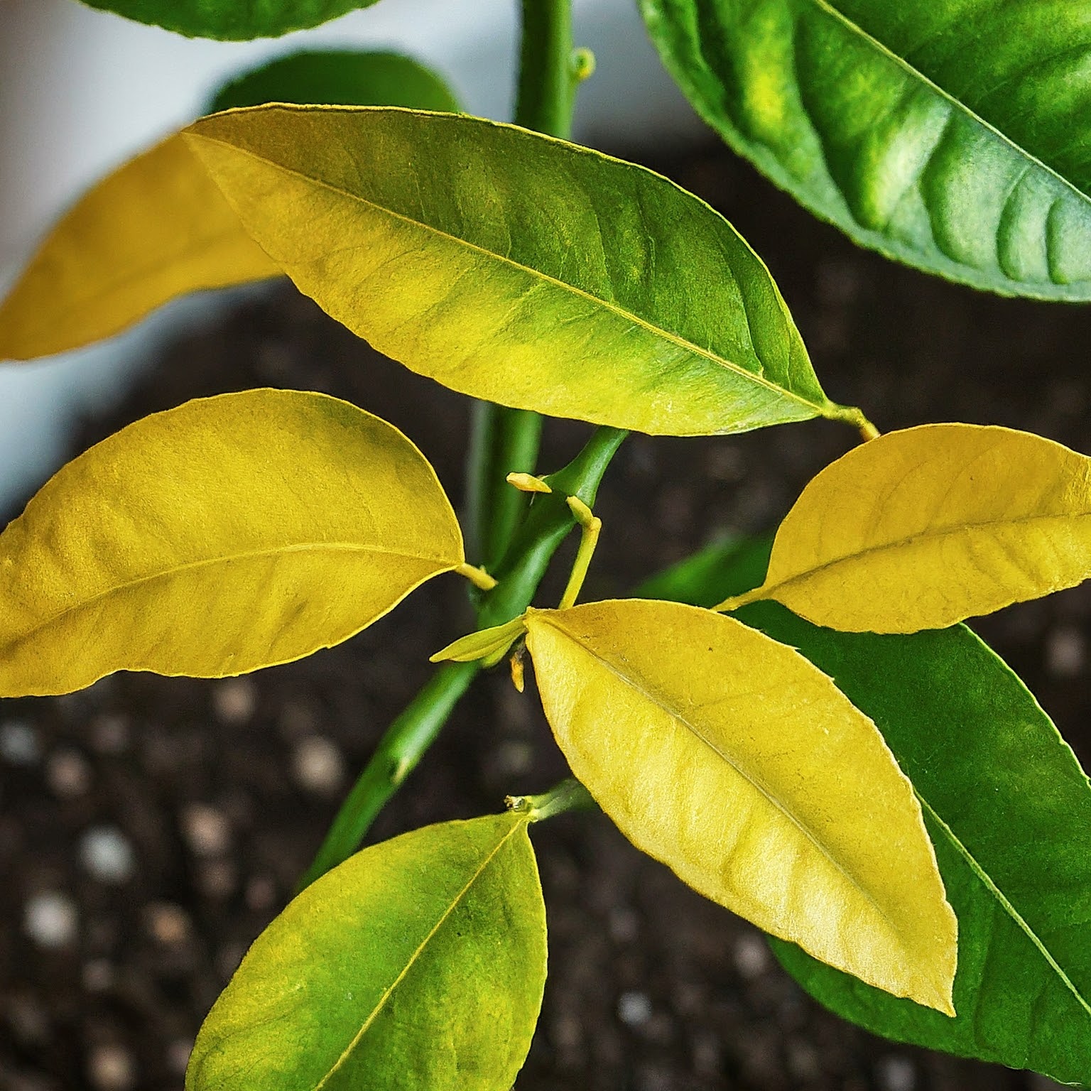 leaves on lemon tree turning yellow