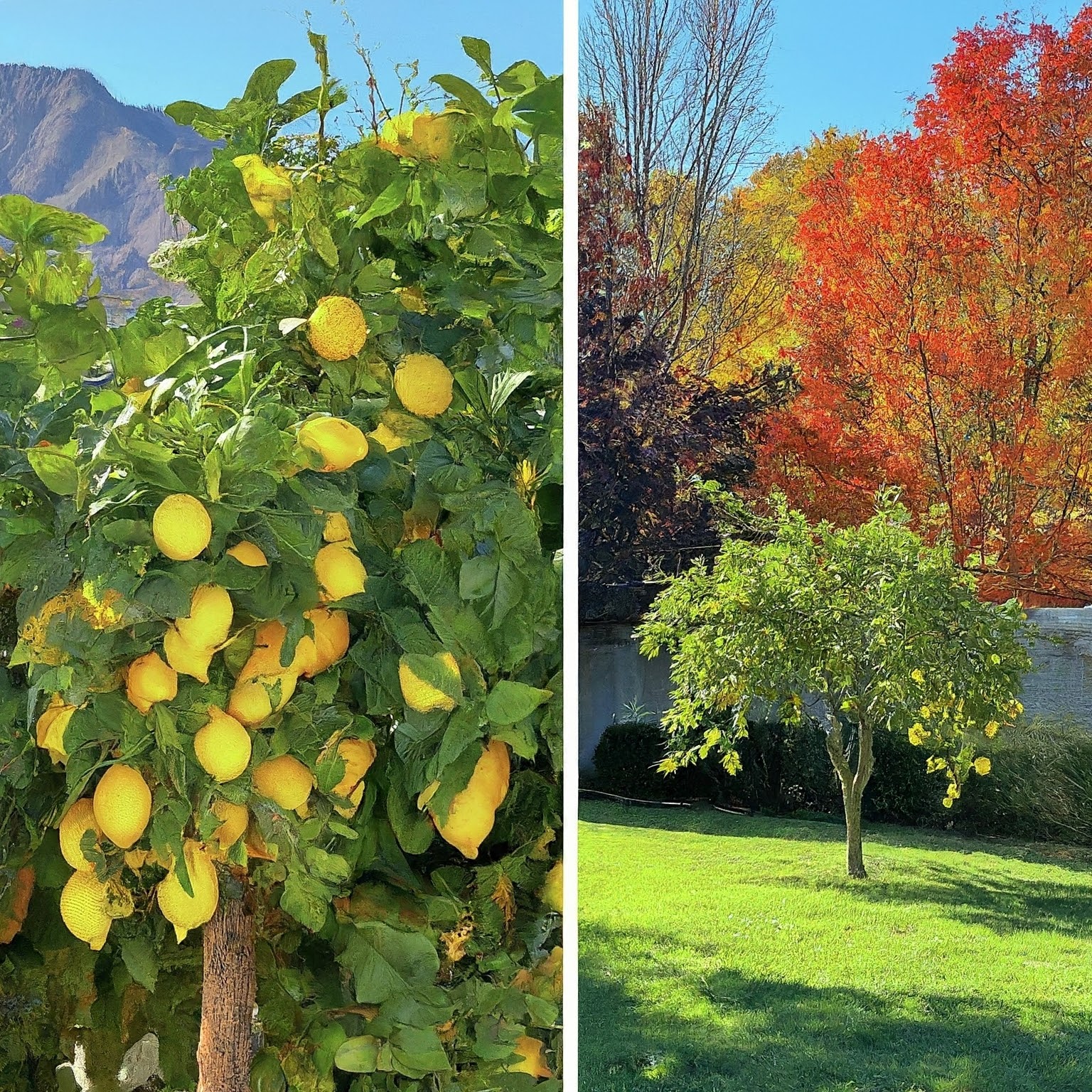 lemon tree growing