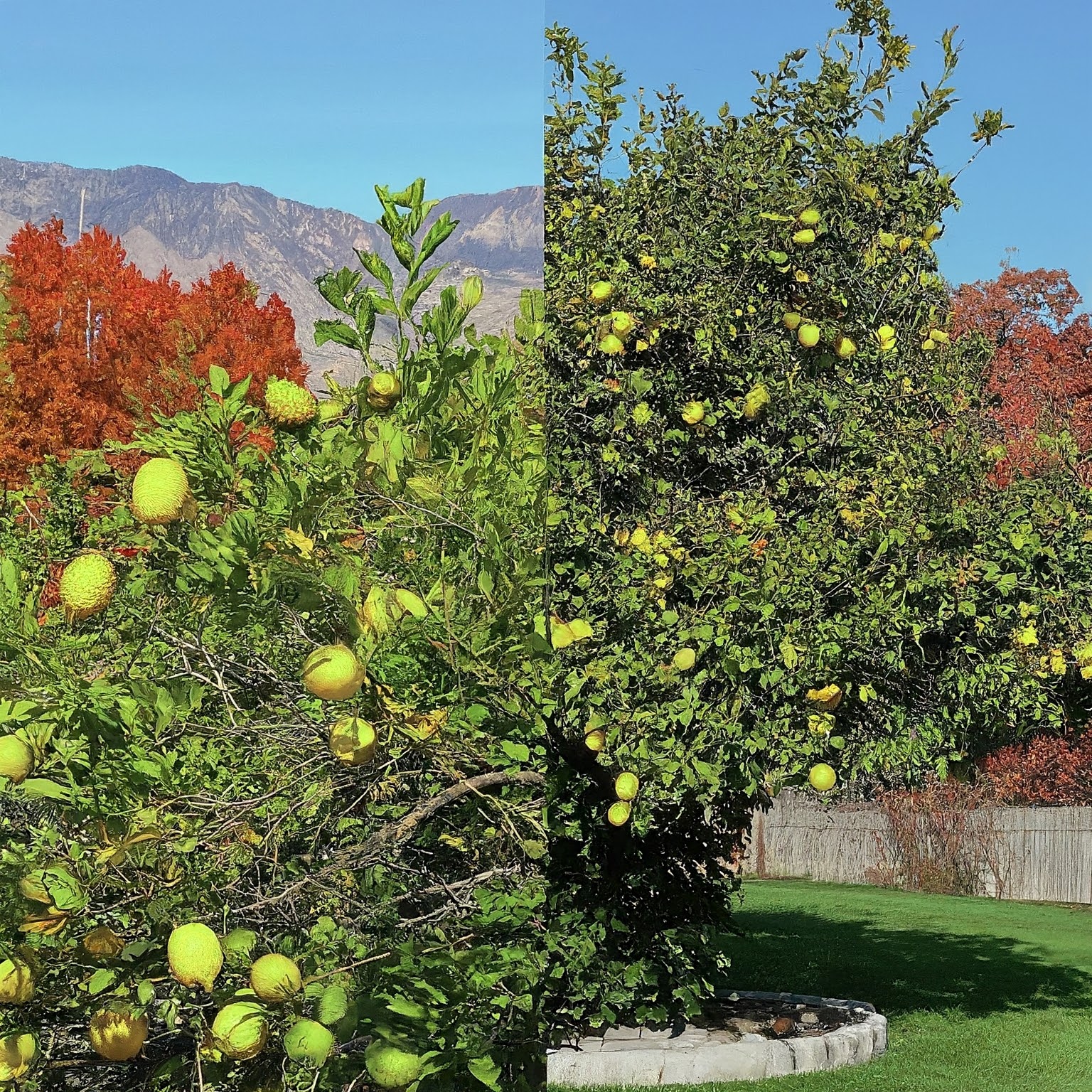 lemon tree under the warm California sun vs in a New Jersey backyard