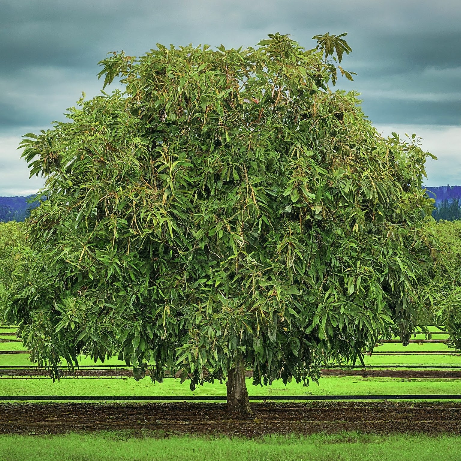 lush, green avocado tree laden with ripe avocados