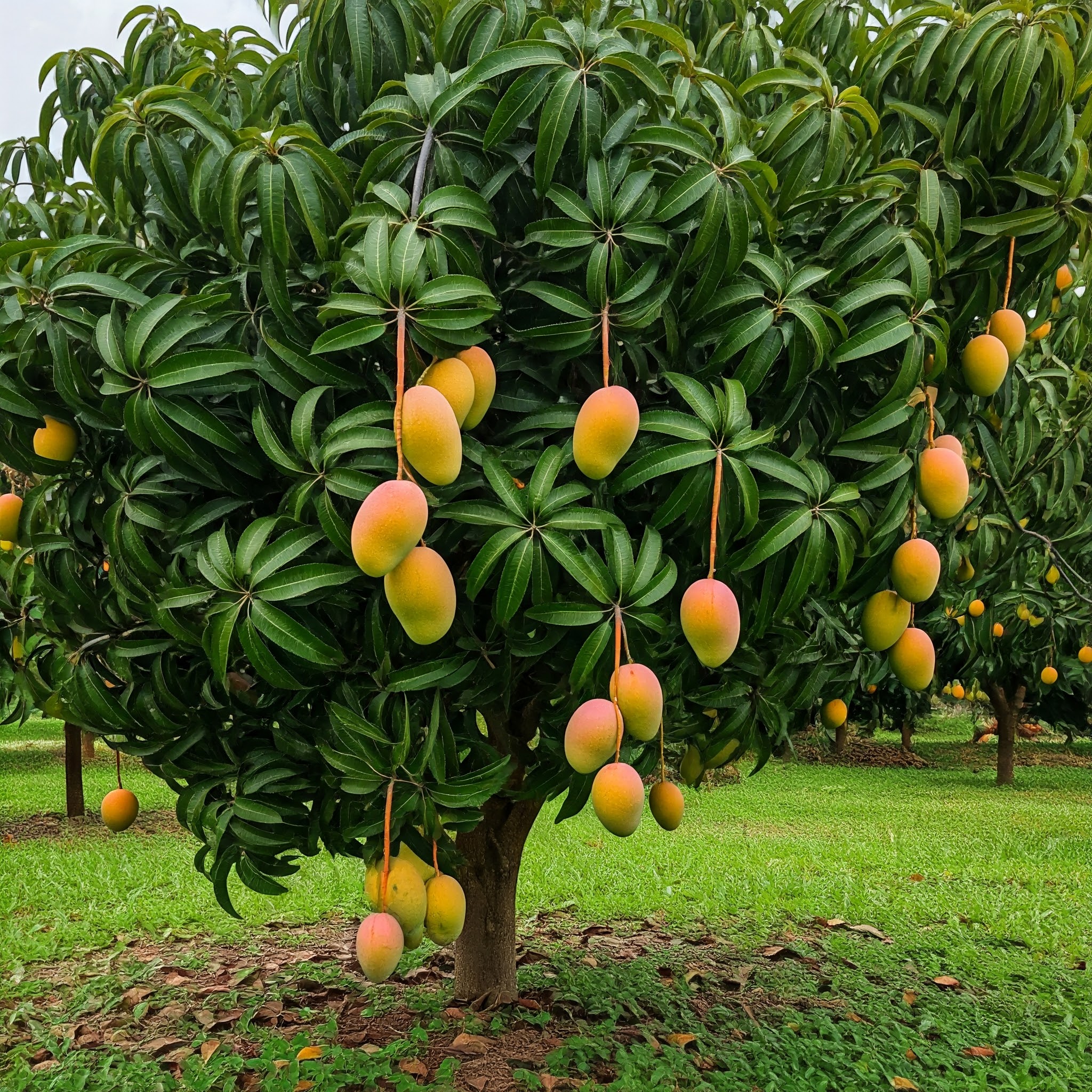 majestic canopy of a mango tree