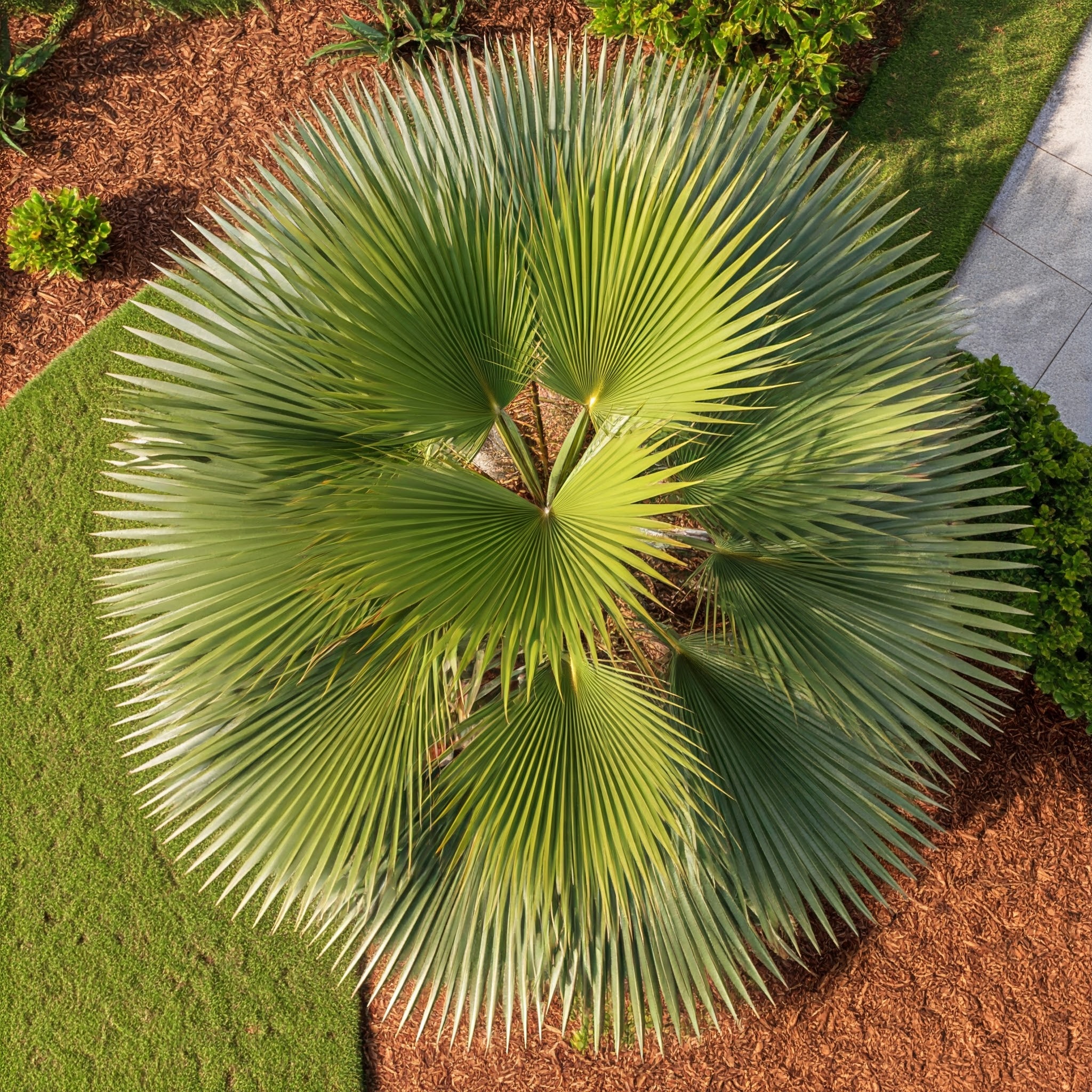 mature Windmill palm tree canopy