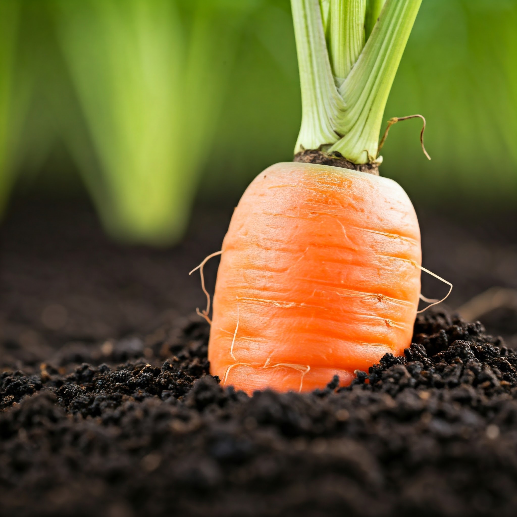 maturing carrot plant ready to fully break ground