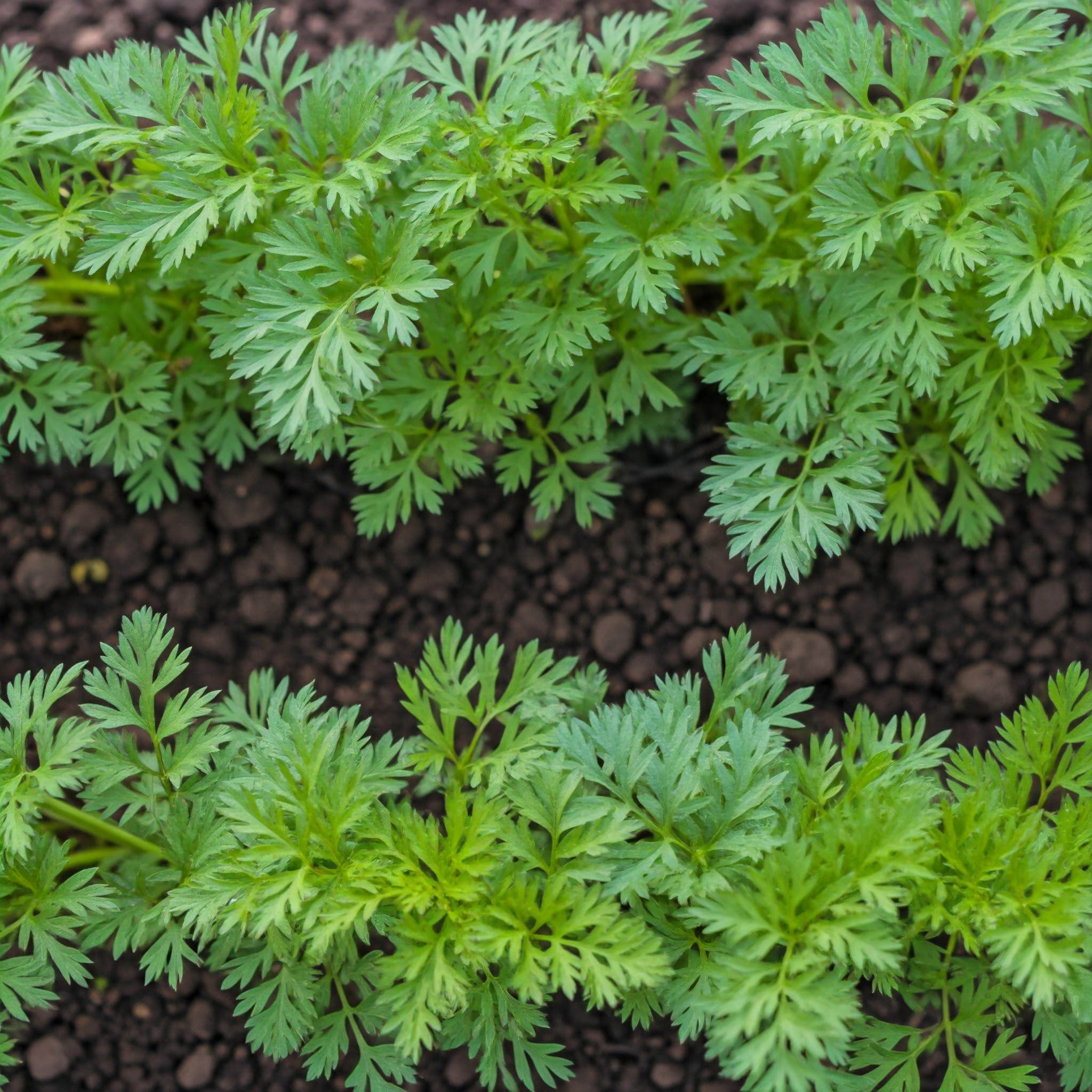 neatly arranged row of carrot tops