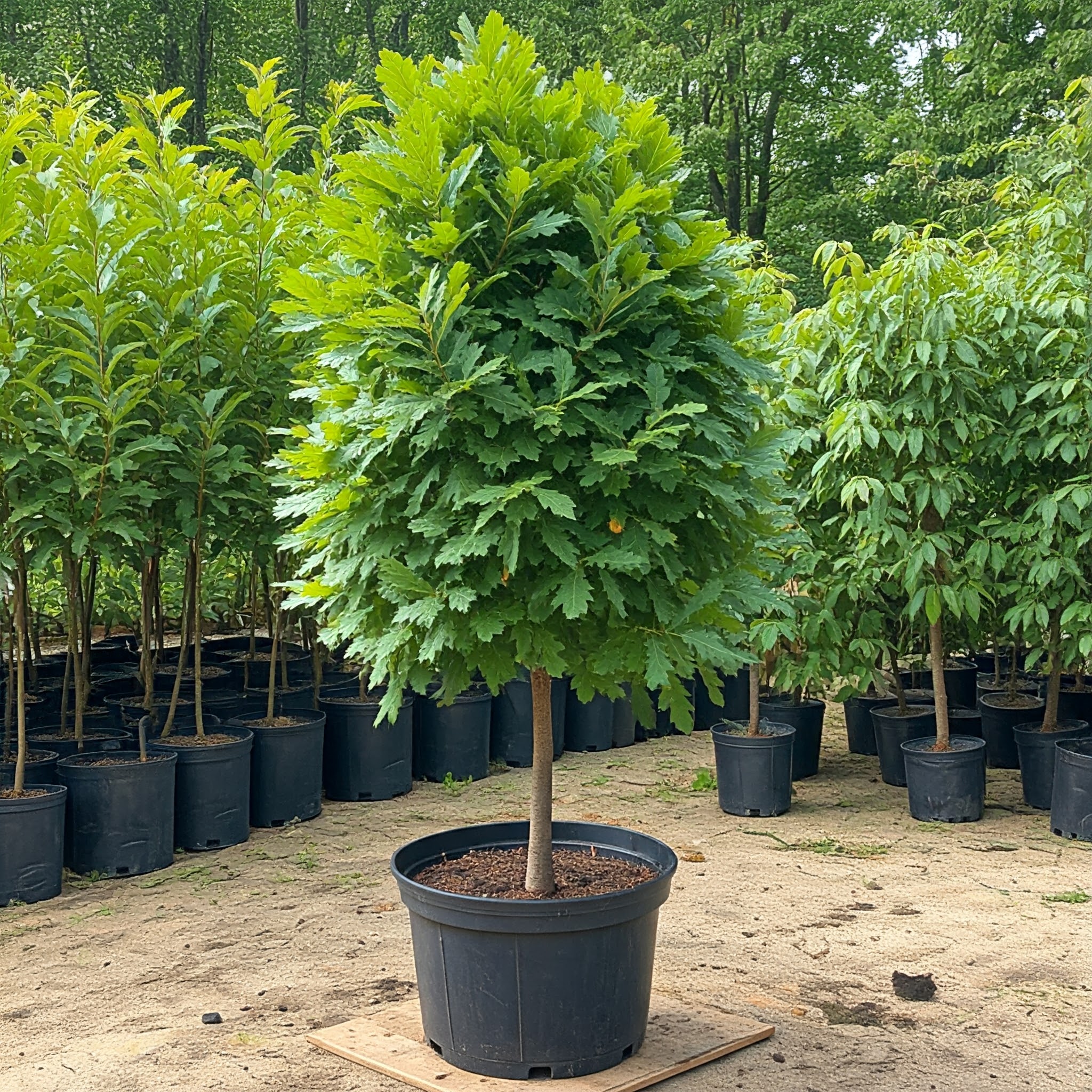 newly planted tree in a 25-gallon pot