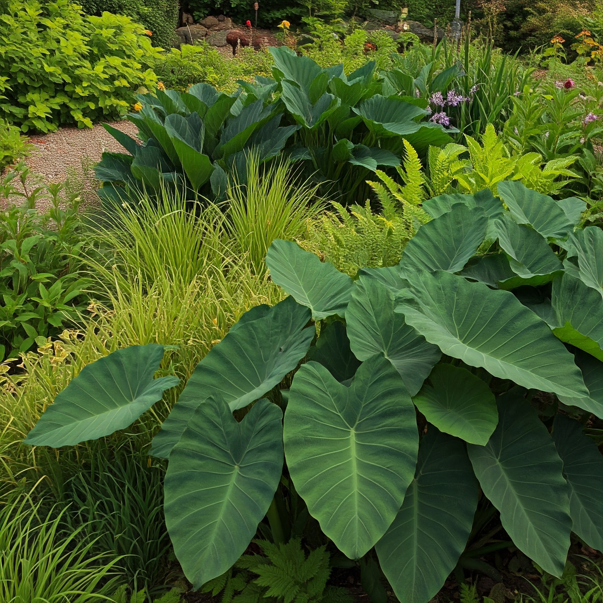 panoramic view of a deer-resistant garden