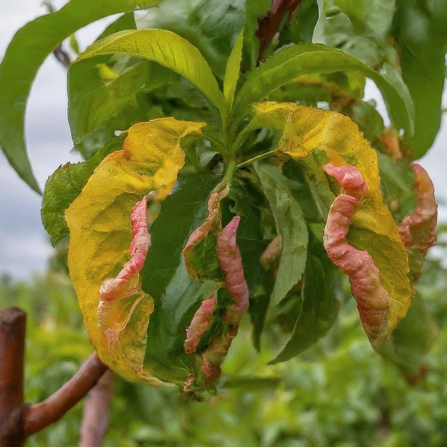 peach leaf curl