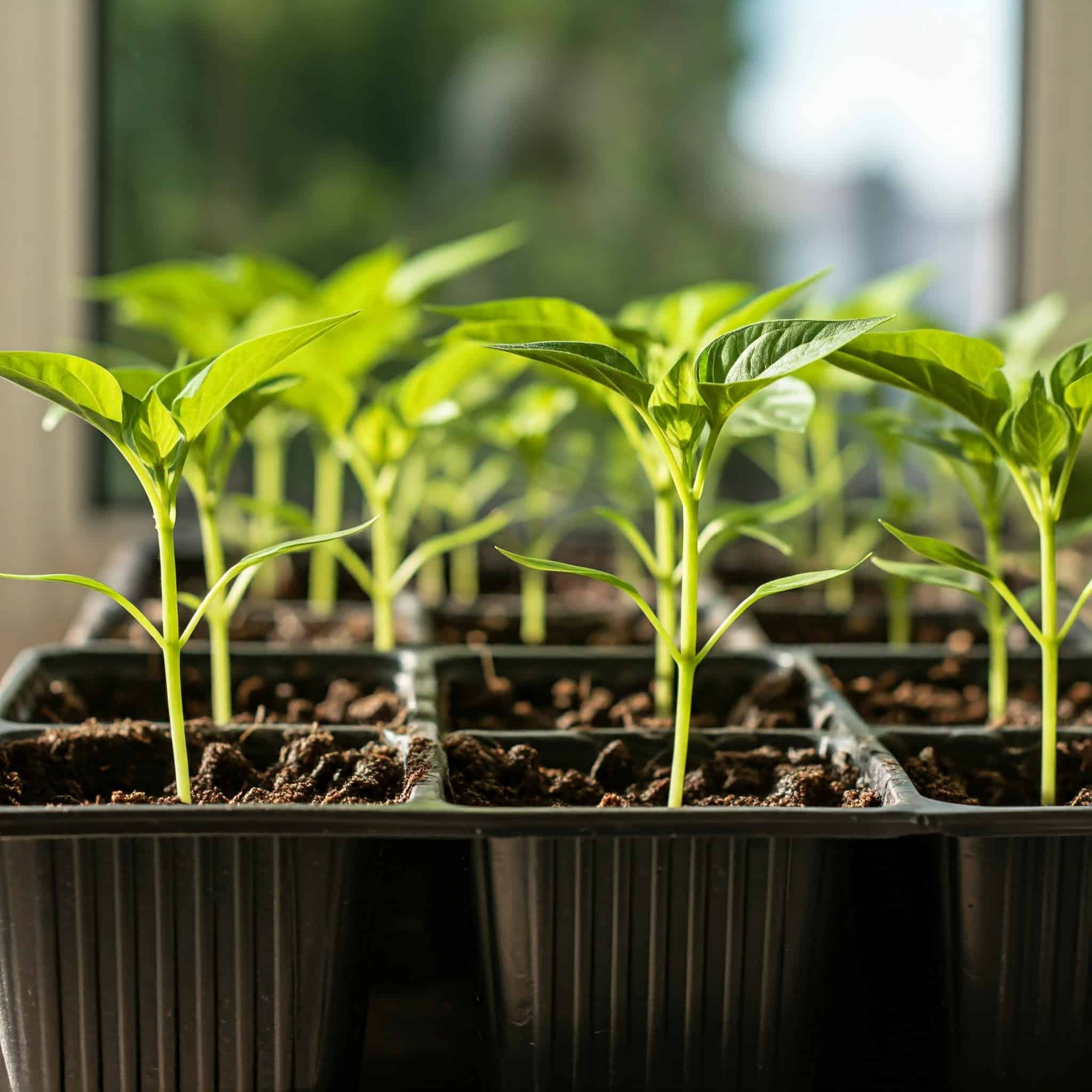 pepper seedlings in small starter pots