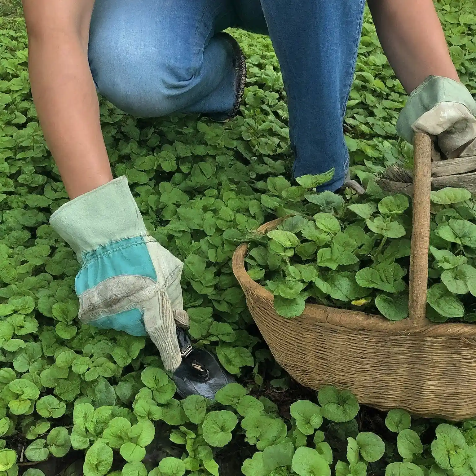 person kneeling in a garden bed carefully hand-pulling Creeping Charlie plants