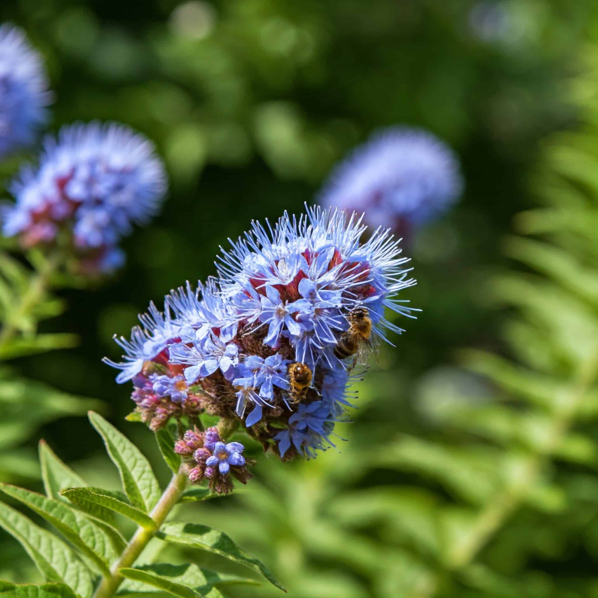 portrait of a bluebeard shrub