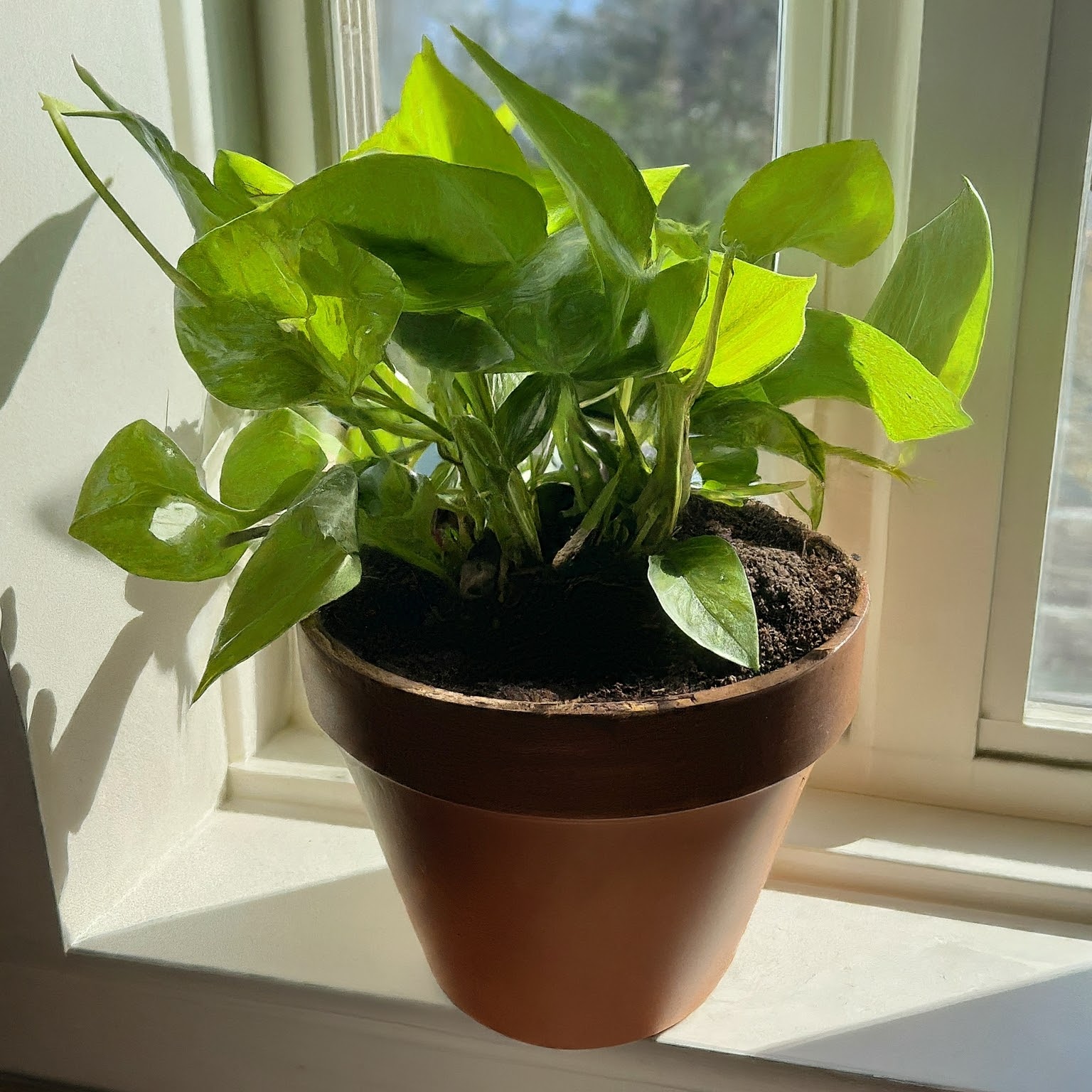 pot is covered in a thin layer of coffee grounds