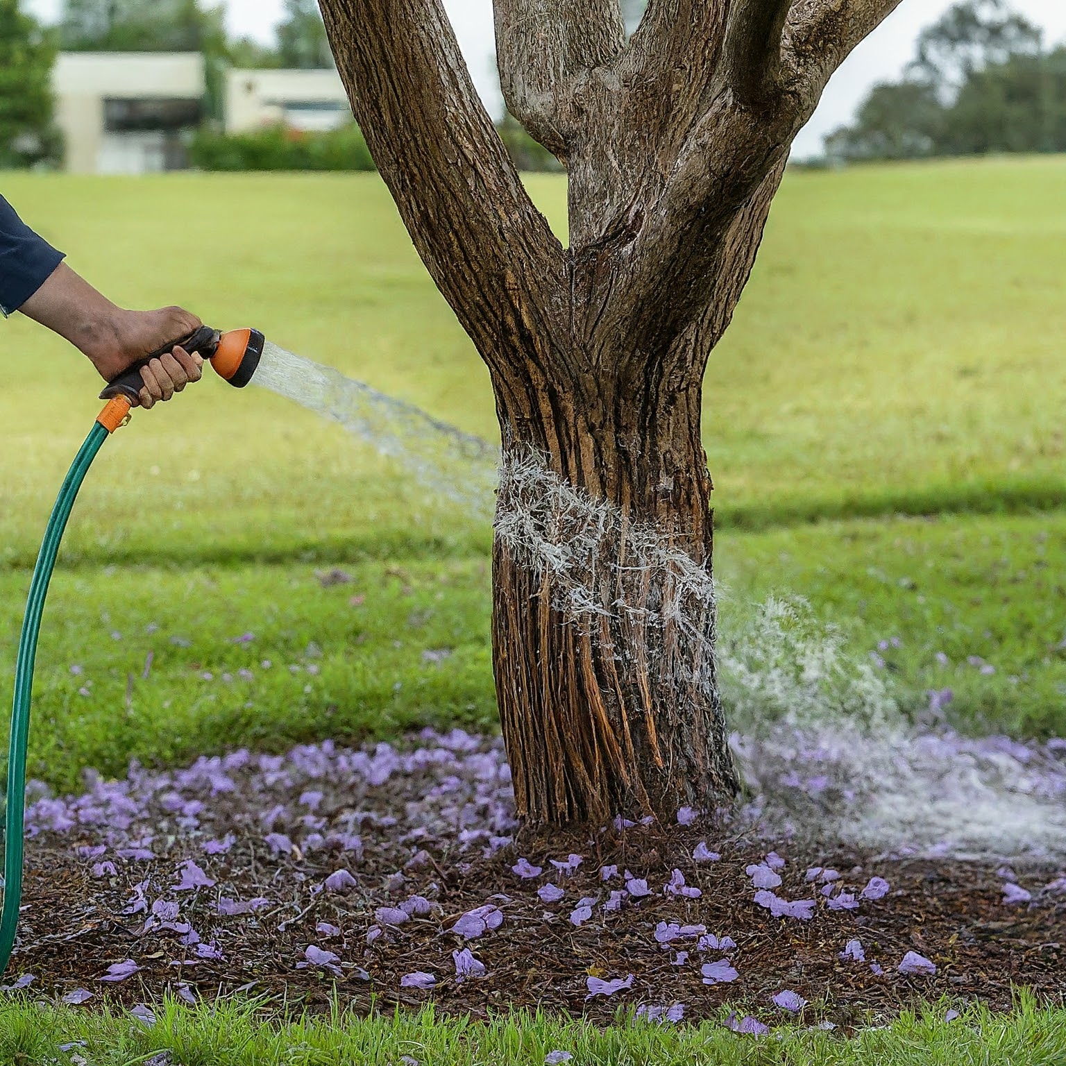 proper watering for a Jacaranda tree