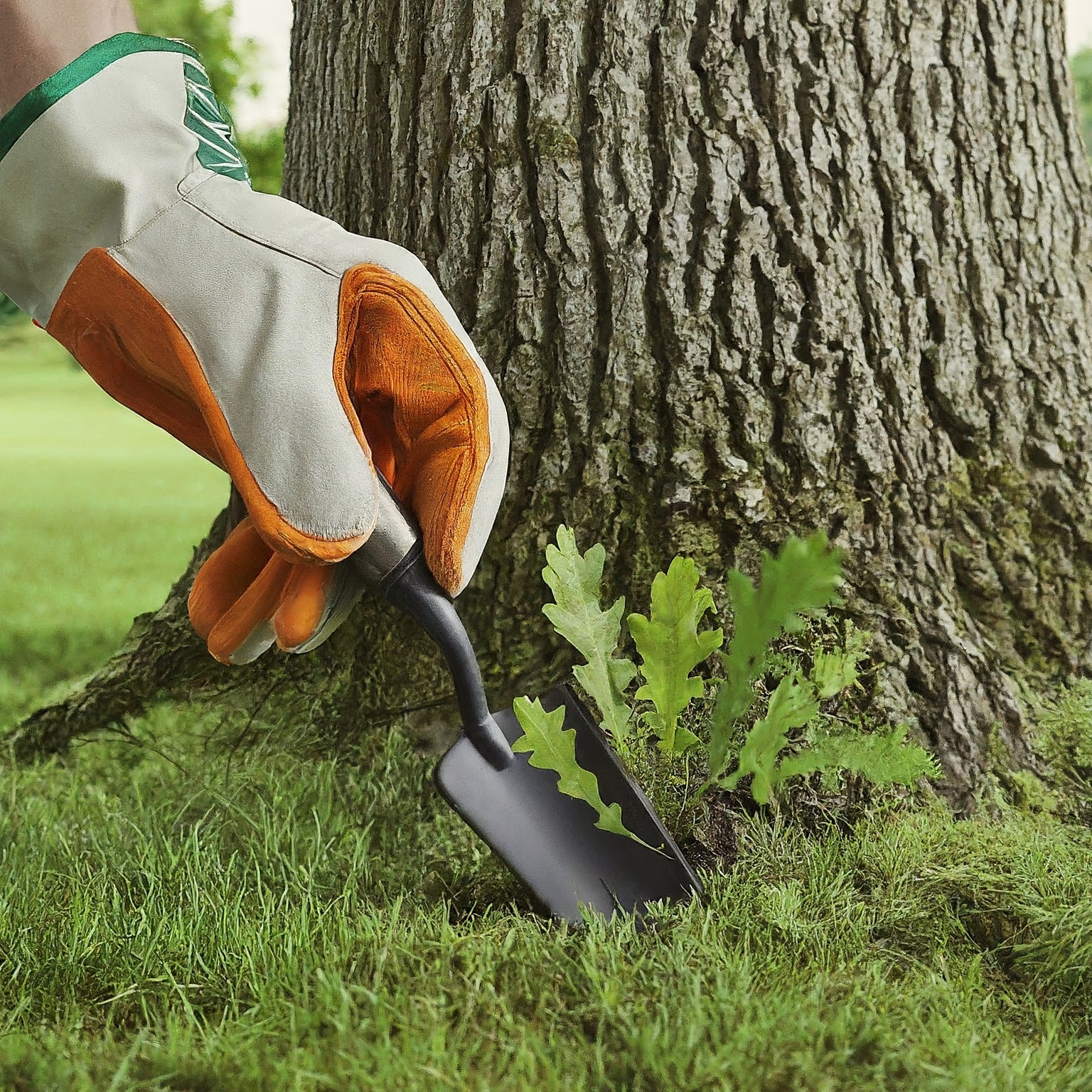 pulling up a lookalike weed