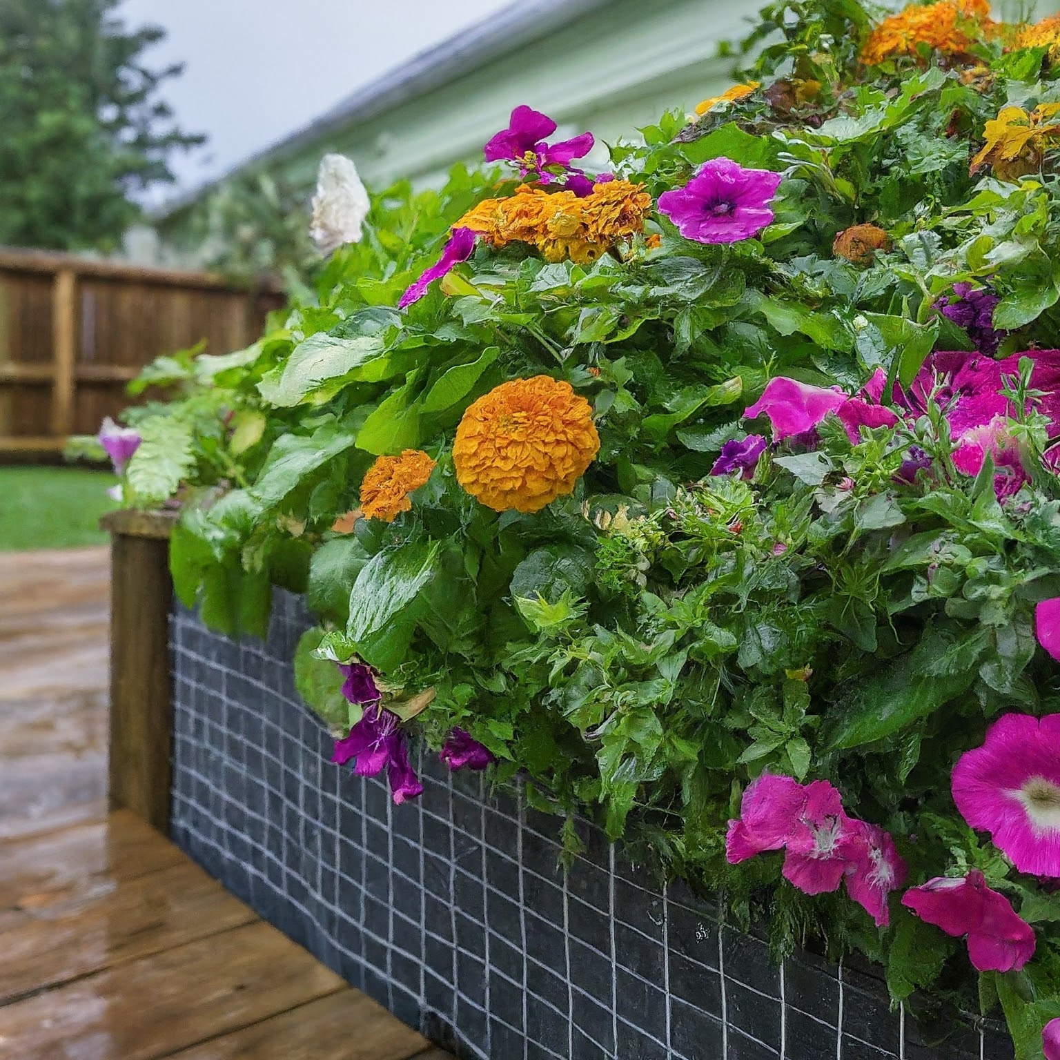 raised garden bed overflowing with vibrant flowers