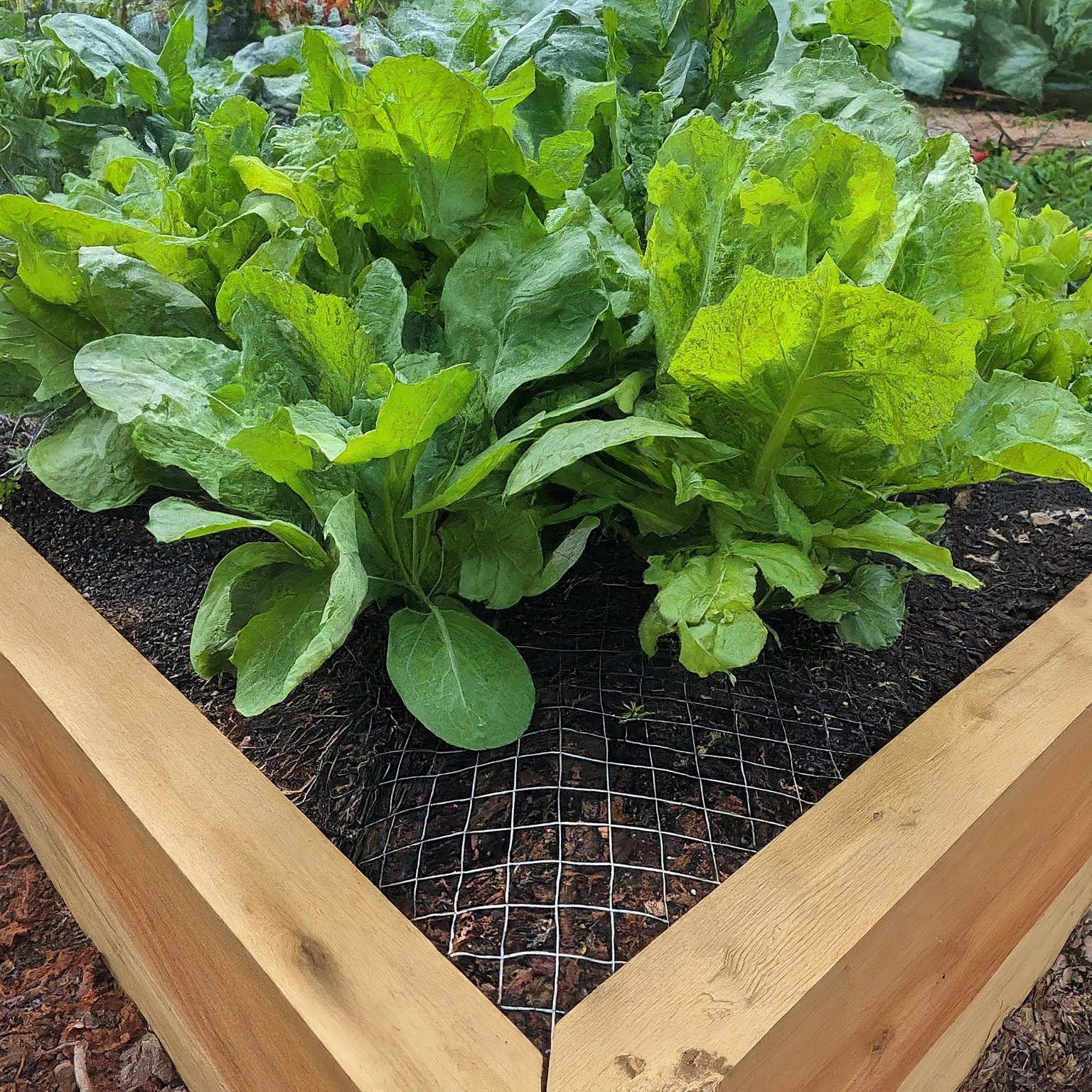 raised garden bed with lush green vegetables