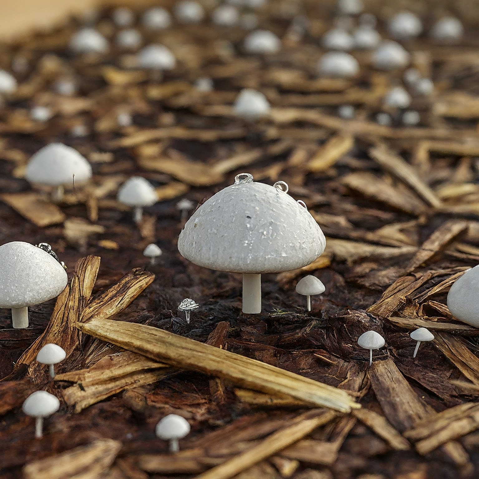 raised garden bed with tiny white mushroom pins