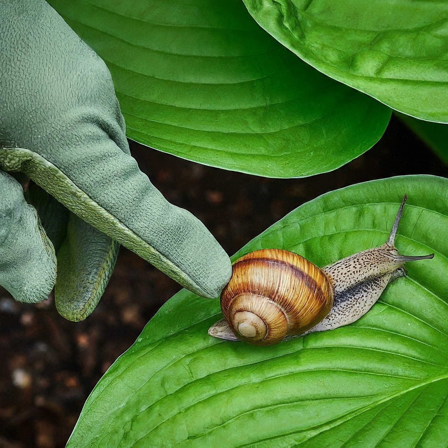 removal of snails without harming the plants