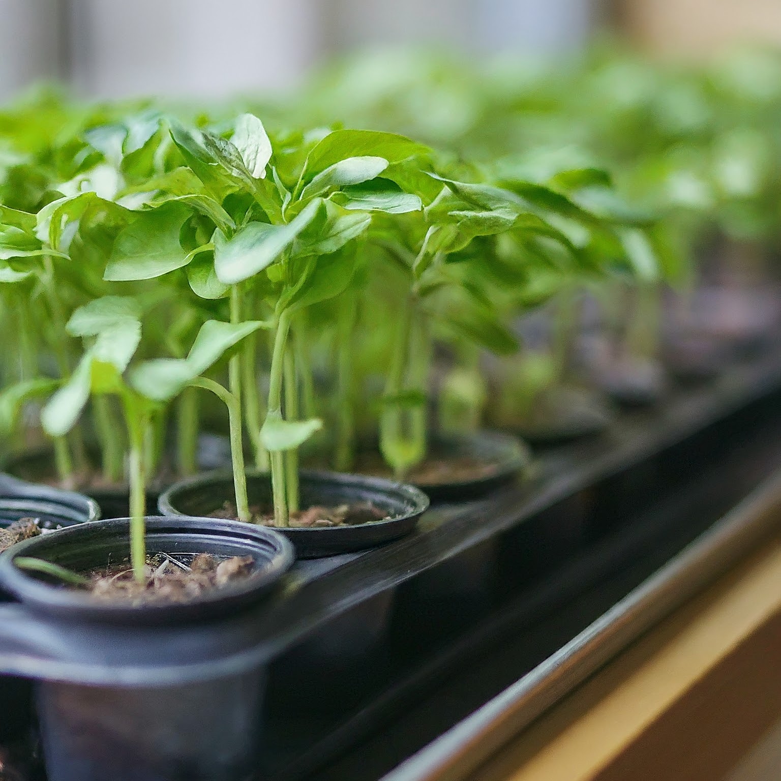 seedling heat mat with the seedlings growing healthy and strong