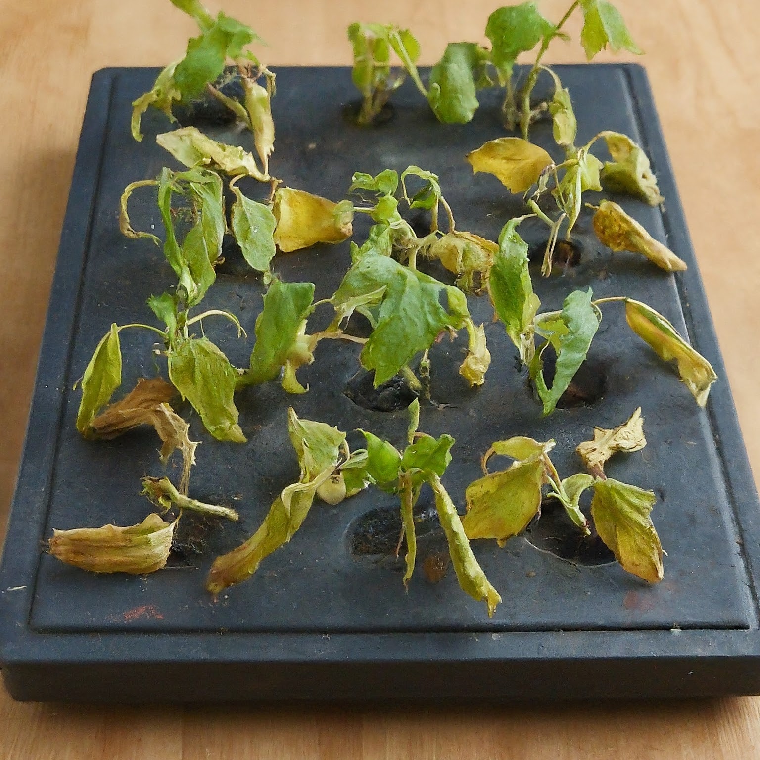 seedlings looking wilted and yellowed