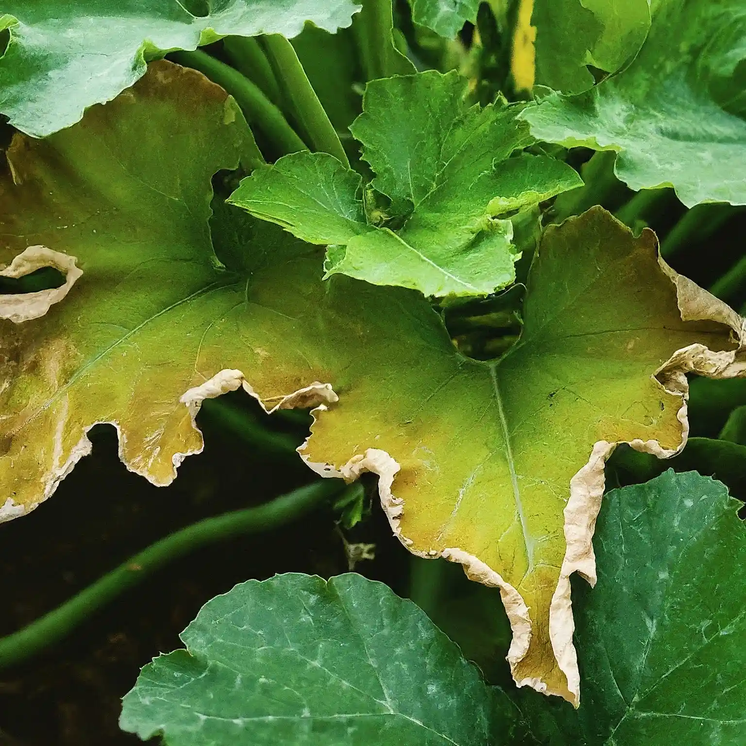 squash plant leaves wilting