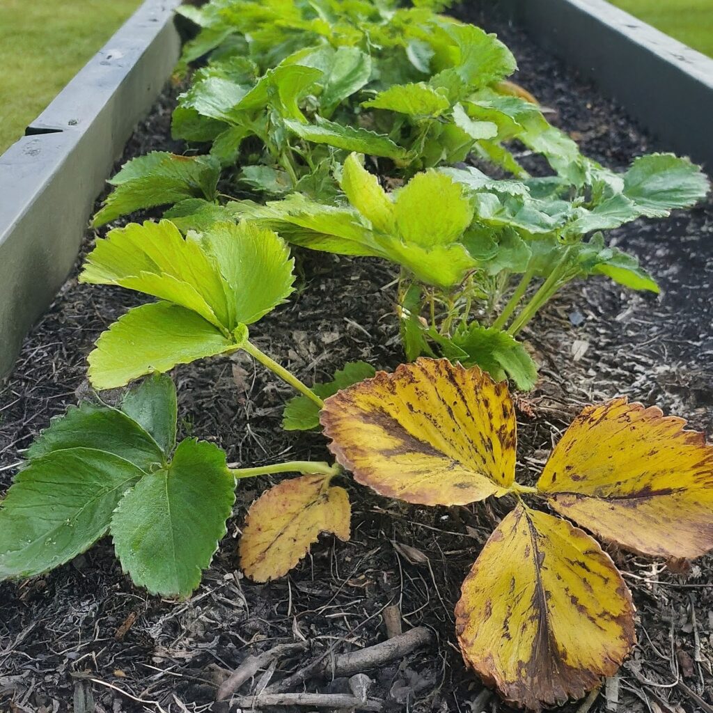 strawberry plant shows signs of damage from spider mites