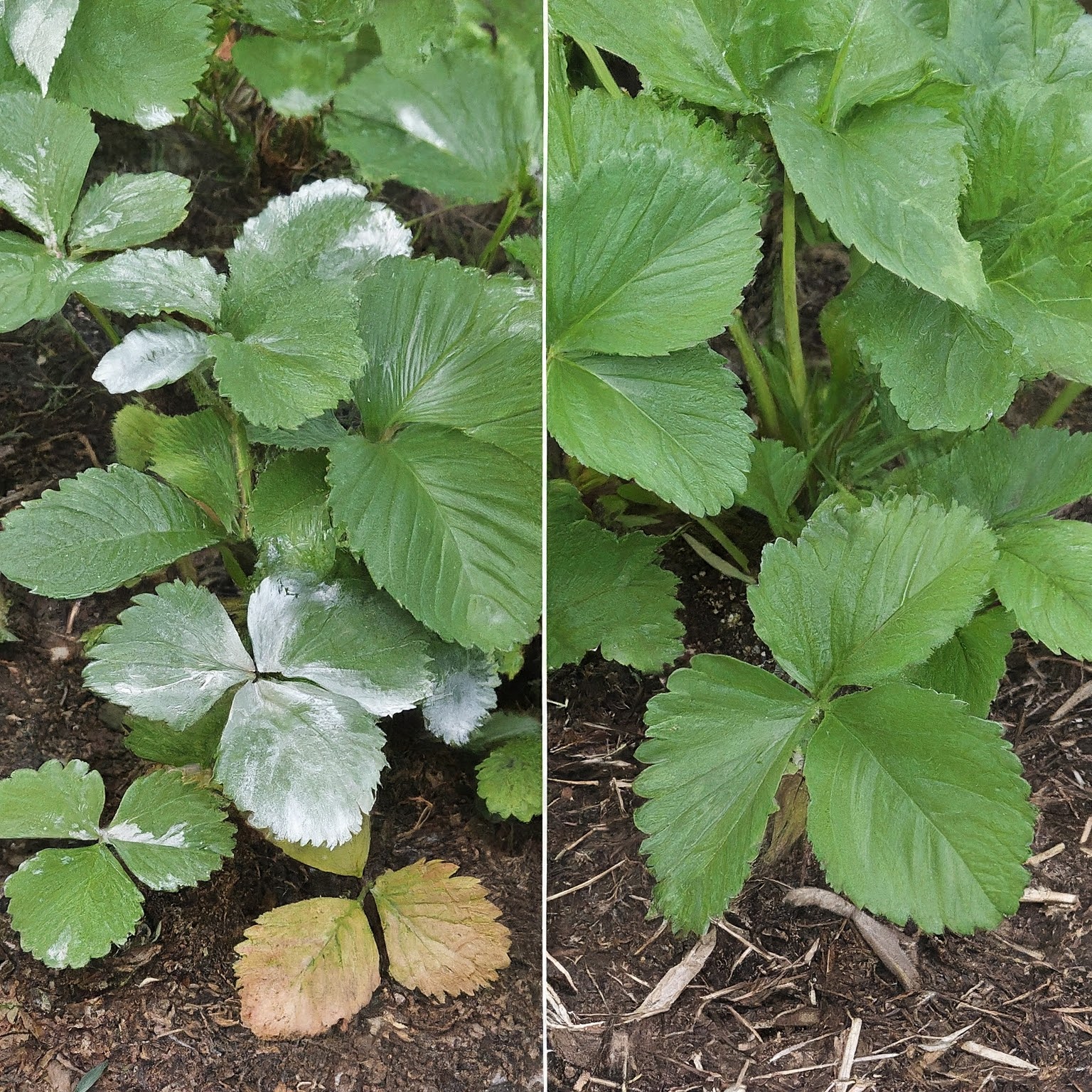 strawberry plants show signs of powdery mildew