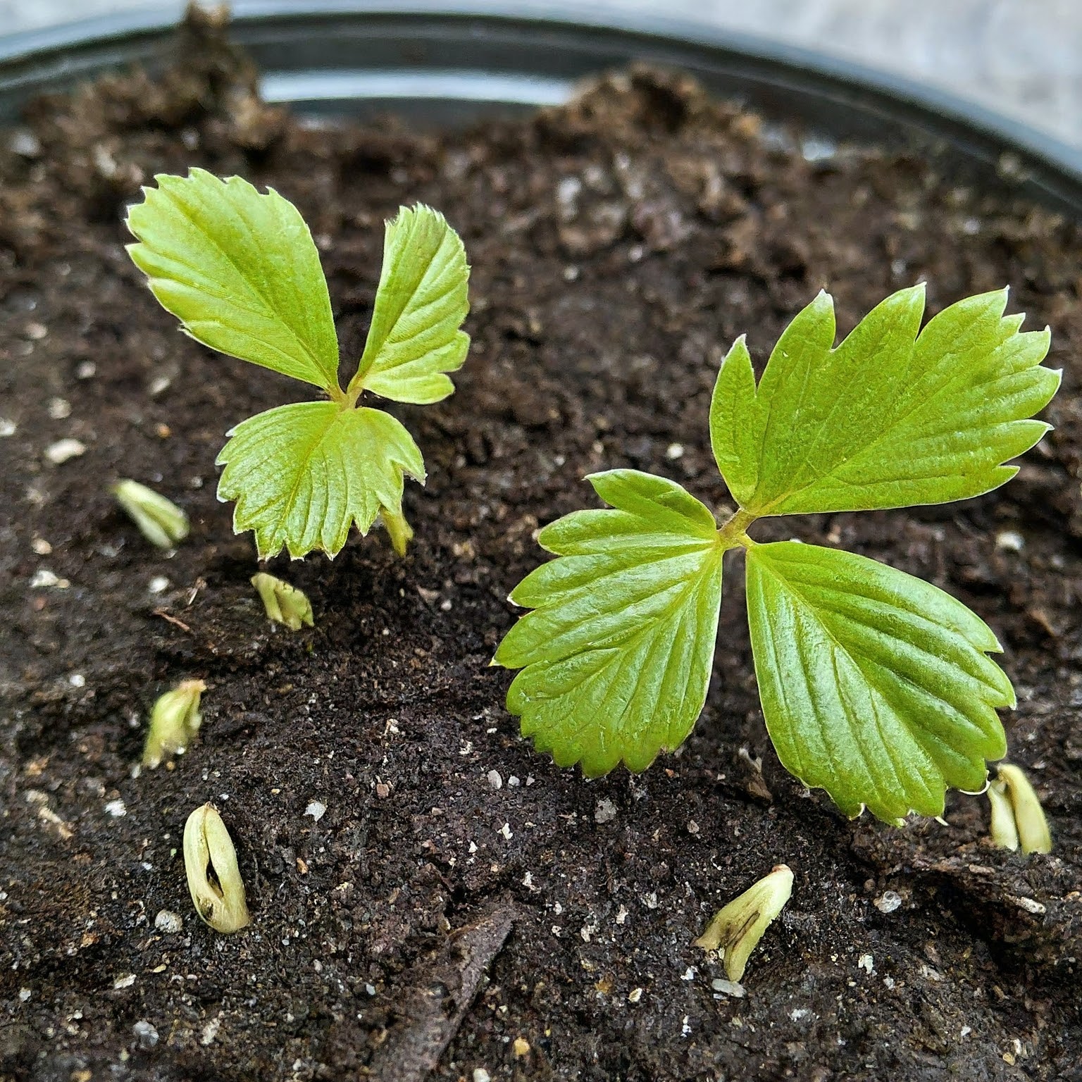 strawberry seedlings with delicate cotyledons