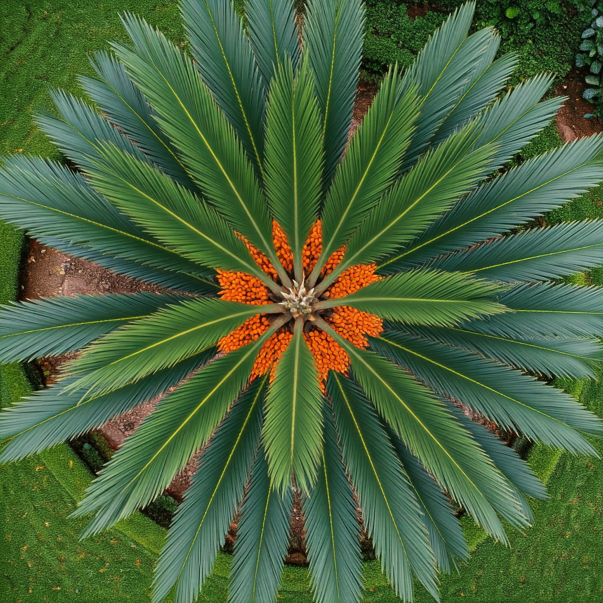 structure of a palm tree's fronds