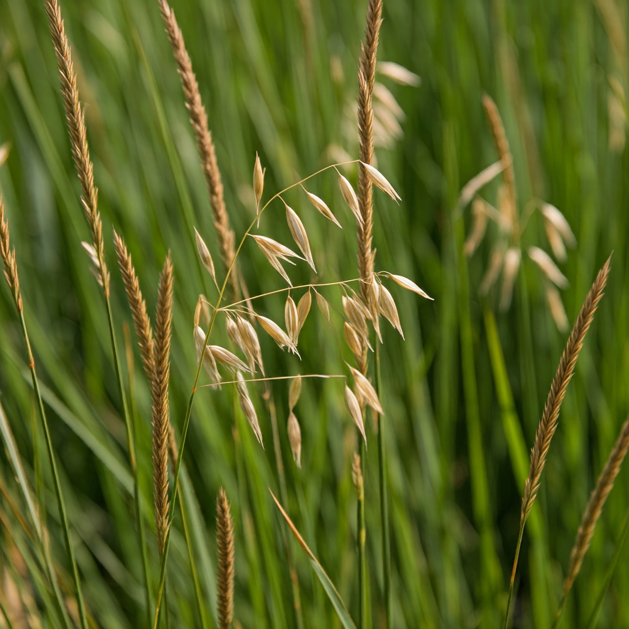 tall stalks and seed heads of cheatgrass or wild oats