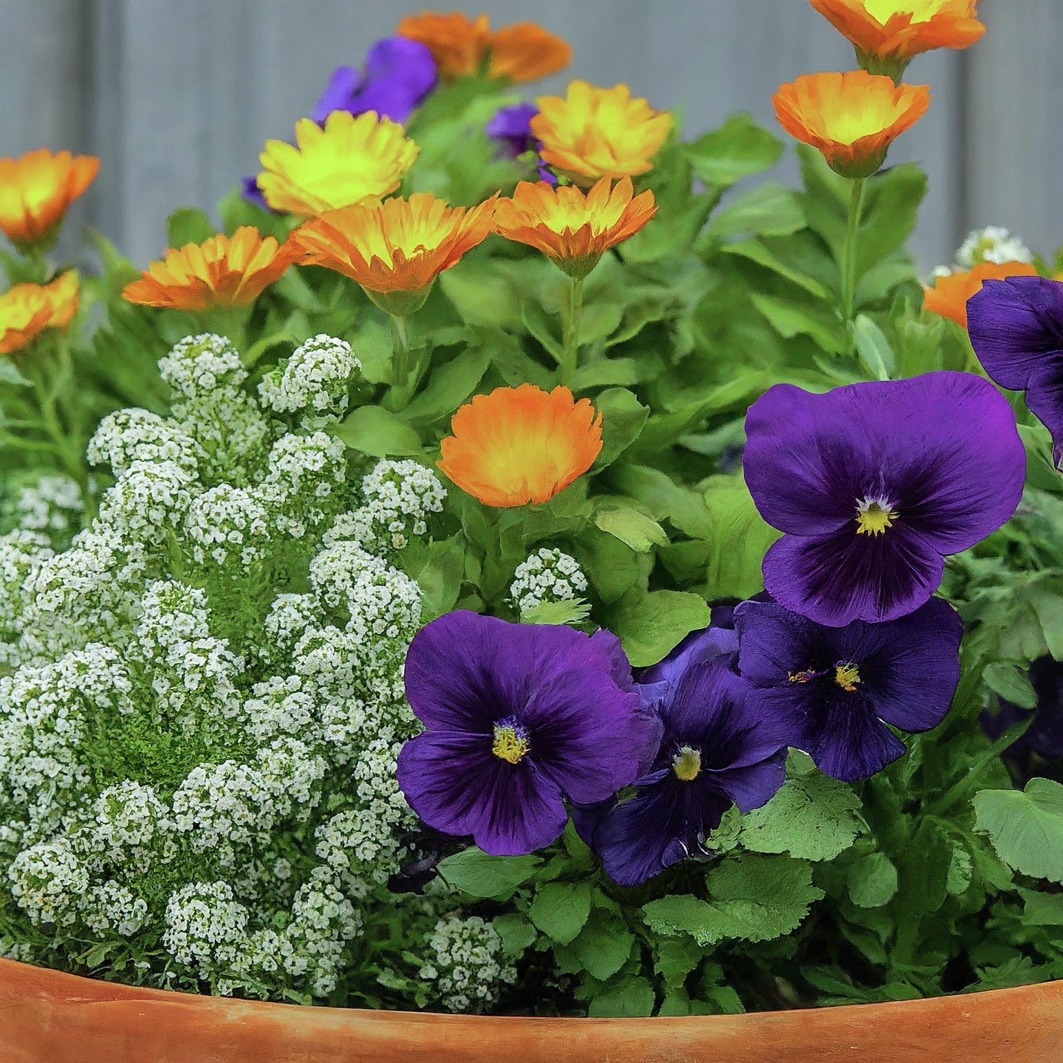 terracotta flat featuring annuals