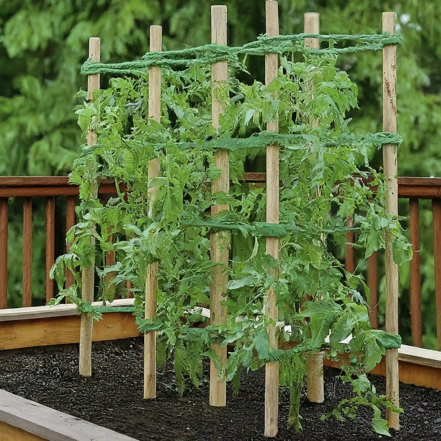 tomato plants growing vertically on a trellis system