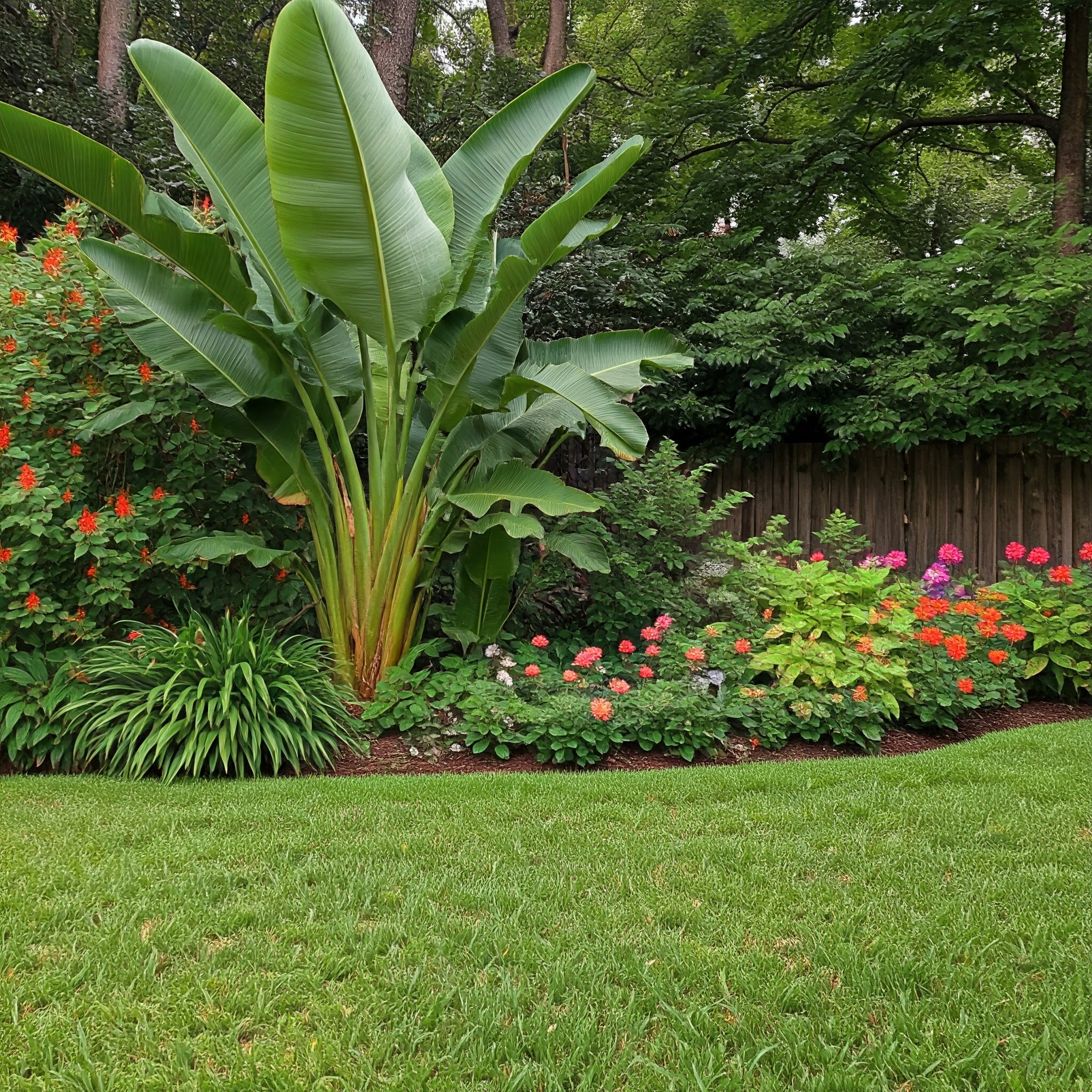 tropical garden in a Zone 6 backyard