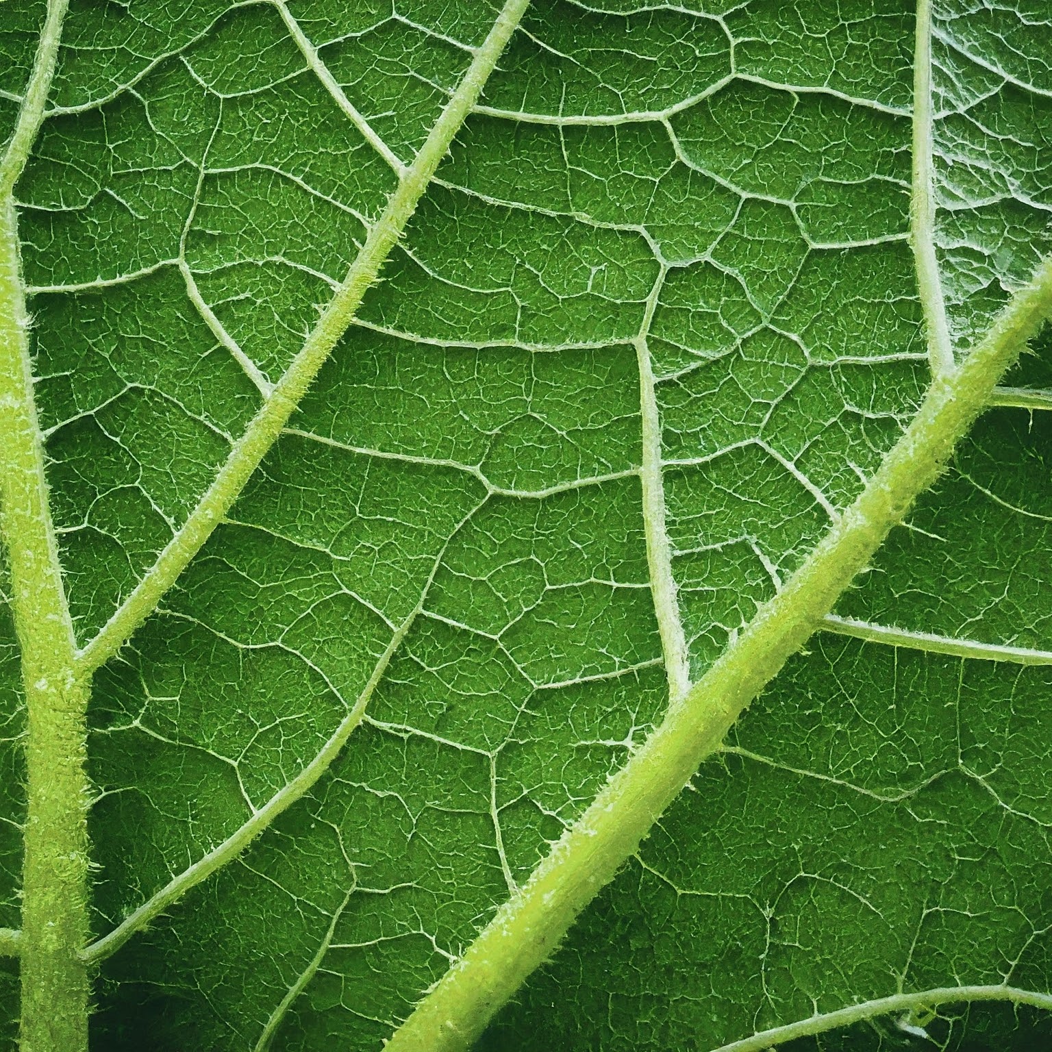 underside of a vibrant green squash leaf