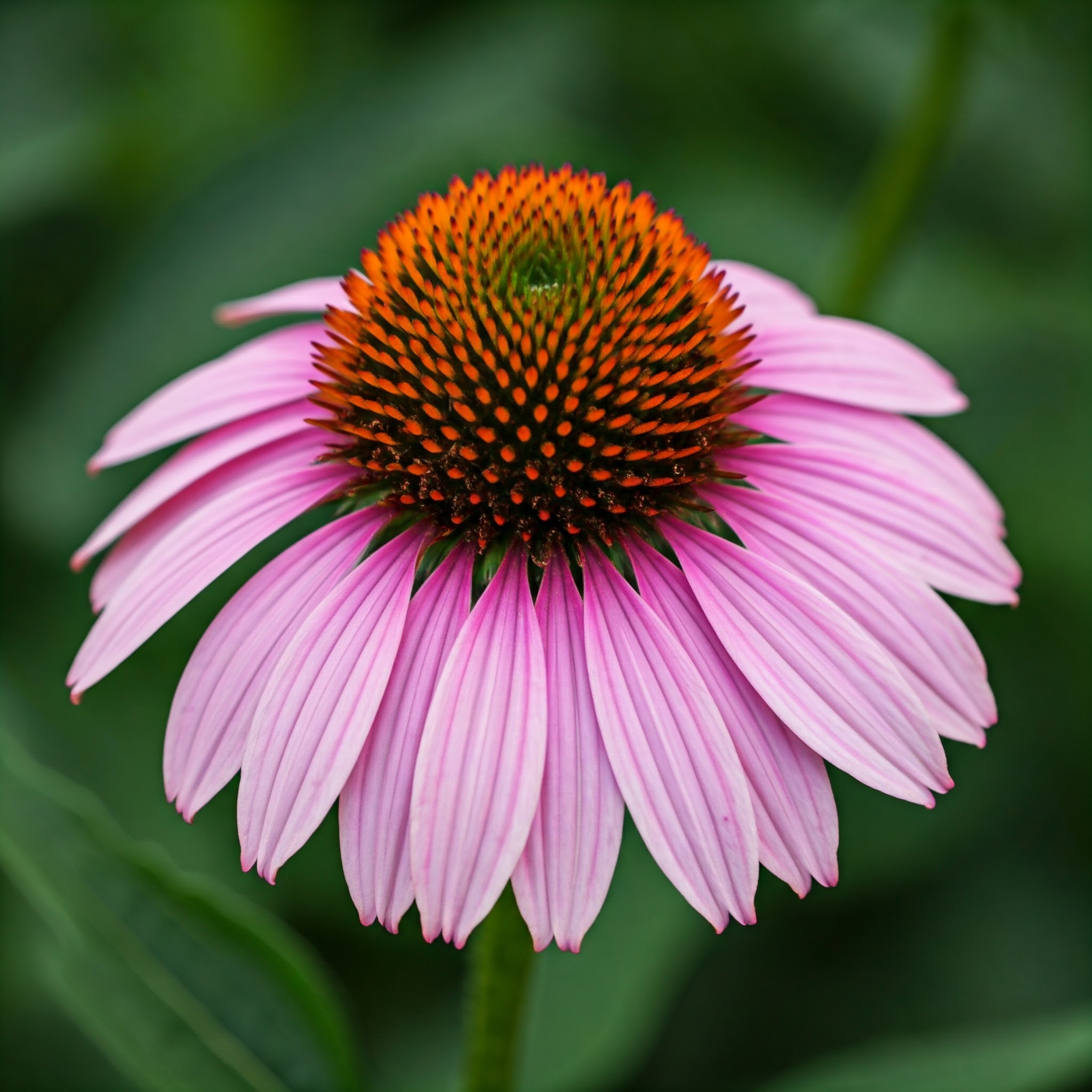 vibrant petals of a coneflower (Echinacea purpurea) bloom