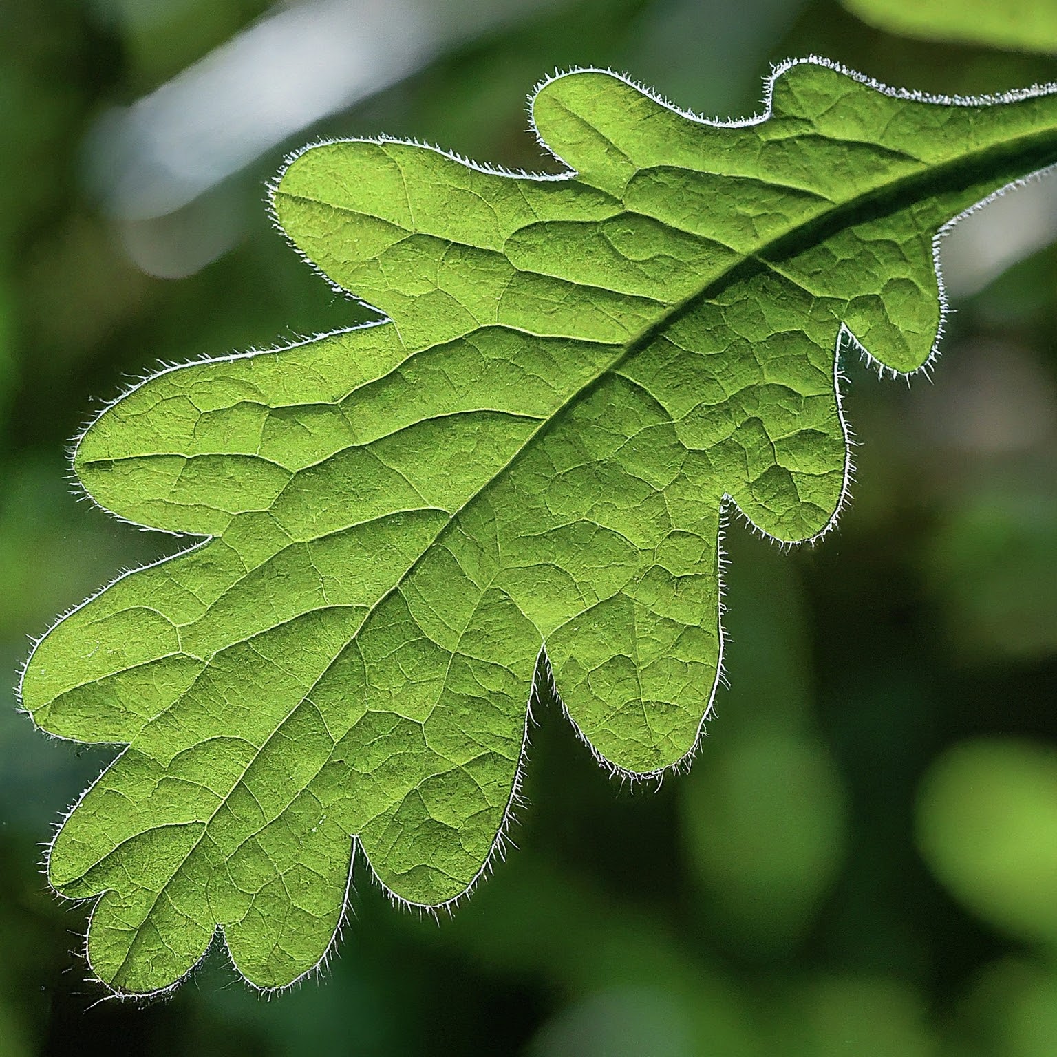 weed that resembles an oak leaf